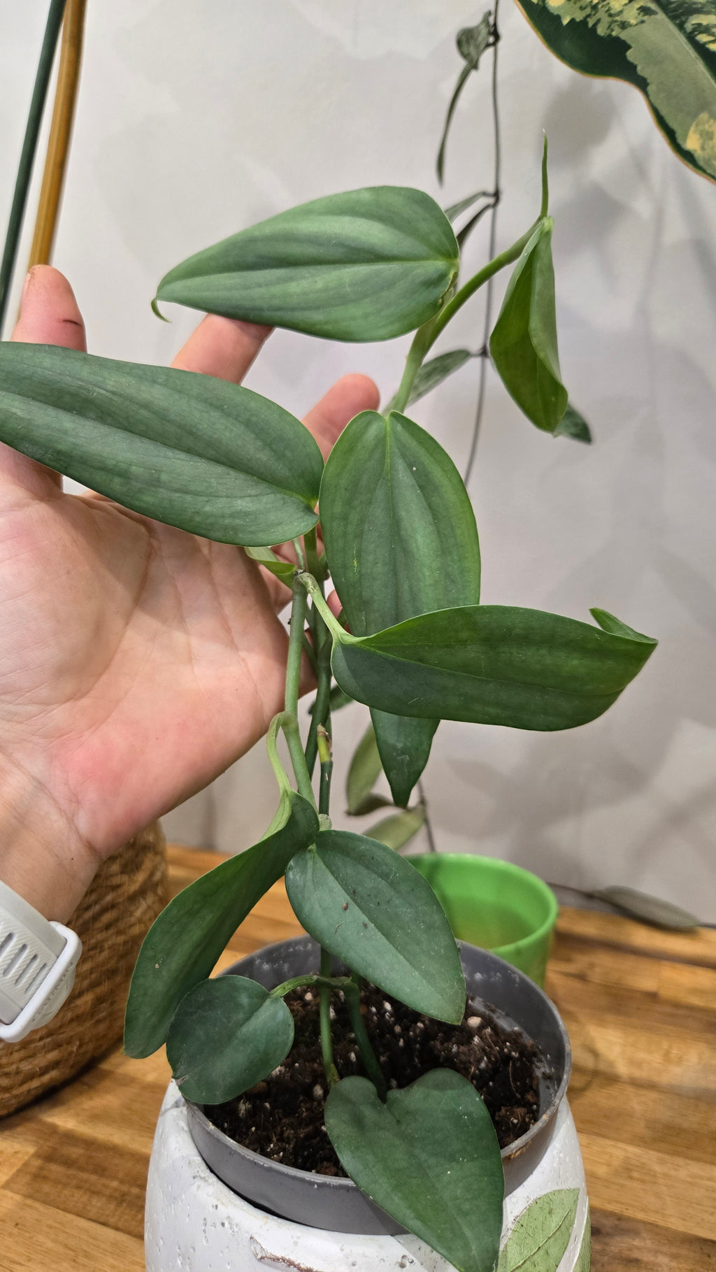 SCINDAPSUS HEDERACEUS SILVER