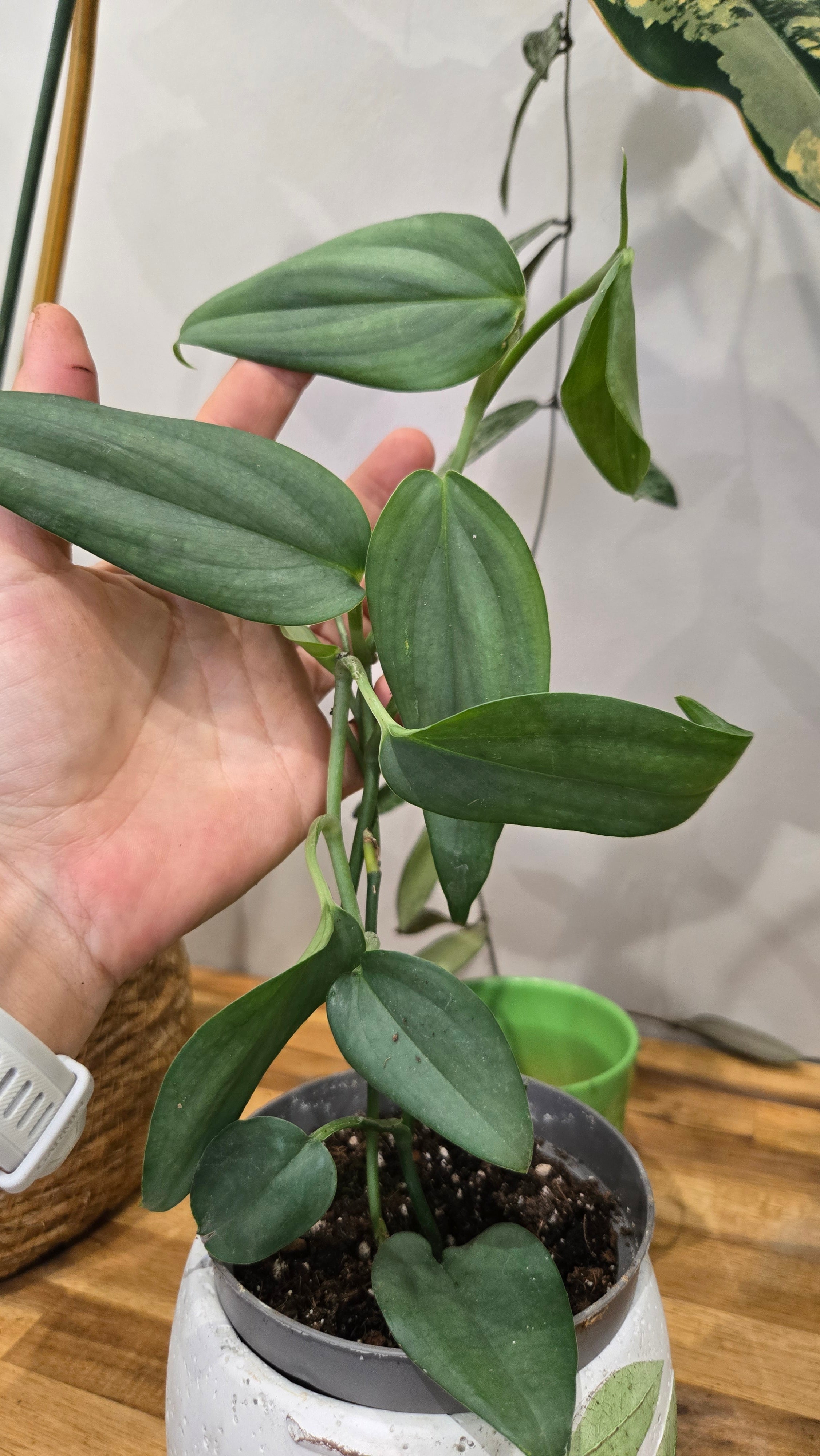SCINDAPSUS HEDERACEUS SILVER