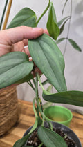 SCINDAPSUS HEDERACEUS SILVER