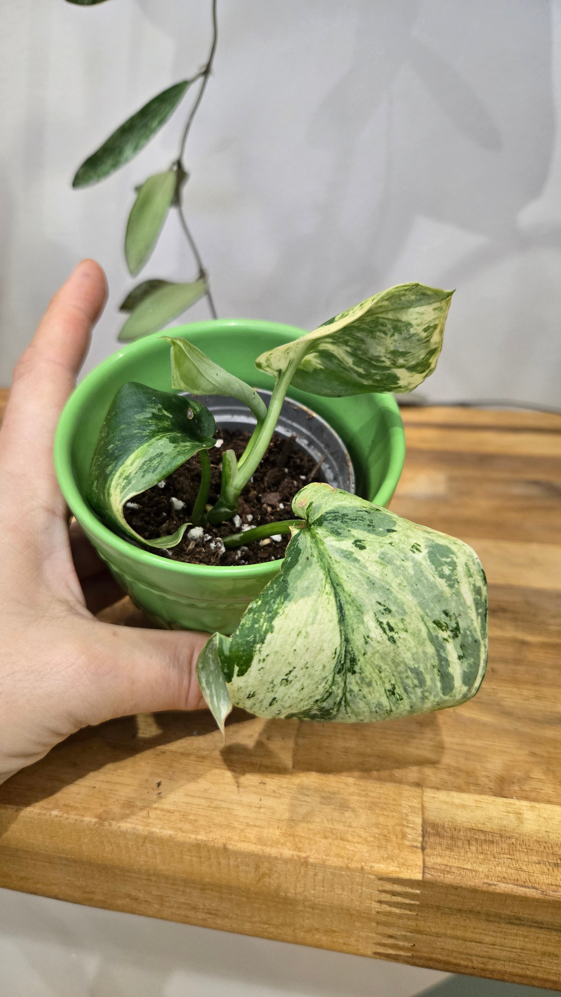 SCINDAPSUS PEASUN VARIEGATA
