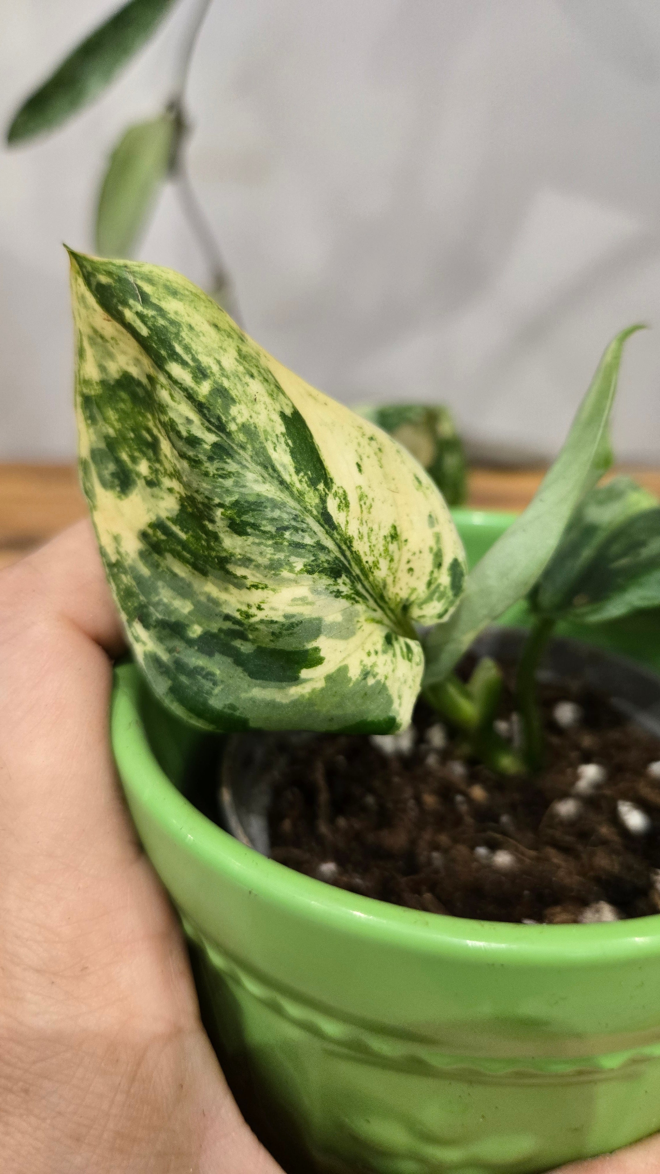 SCINDAPSUS PEASUN VARIEGATA