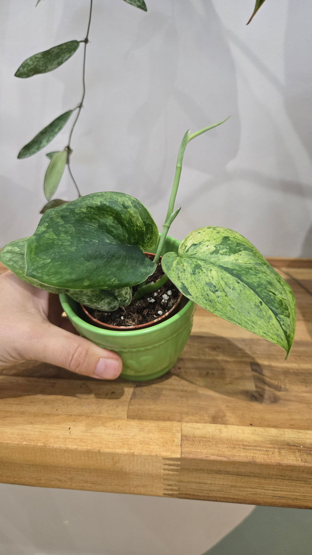 SCINDAPSUS PEASUN VARIEGATA