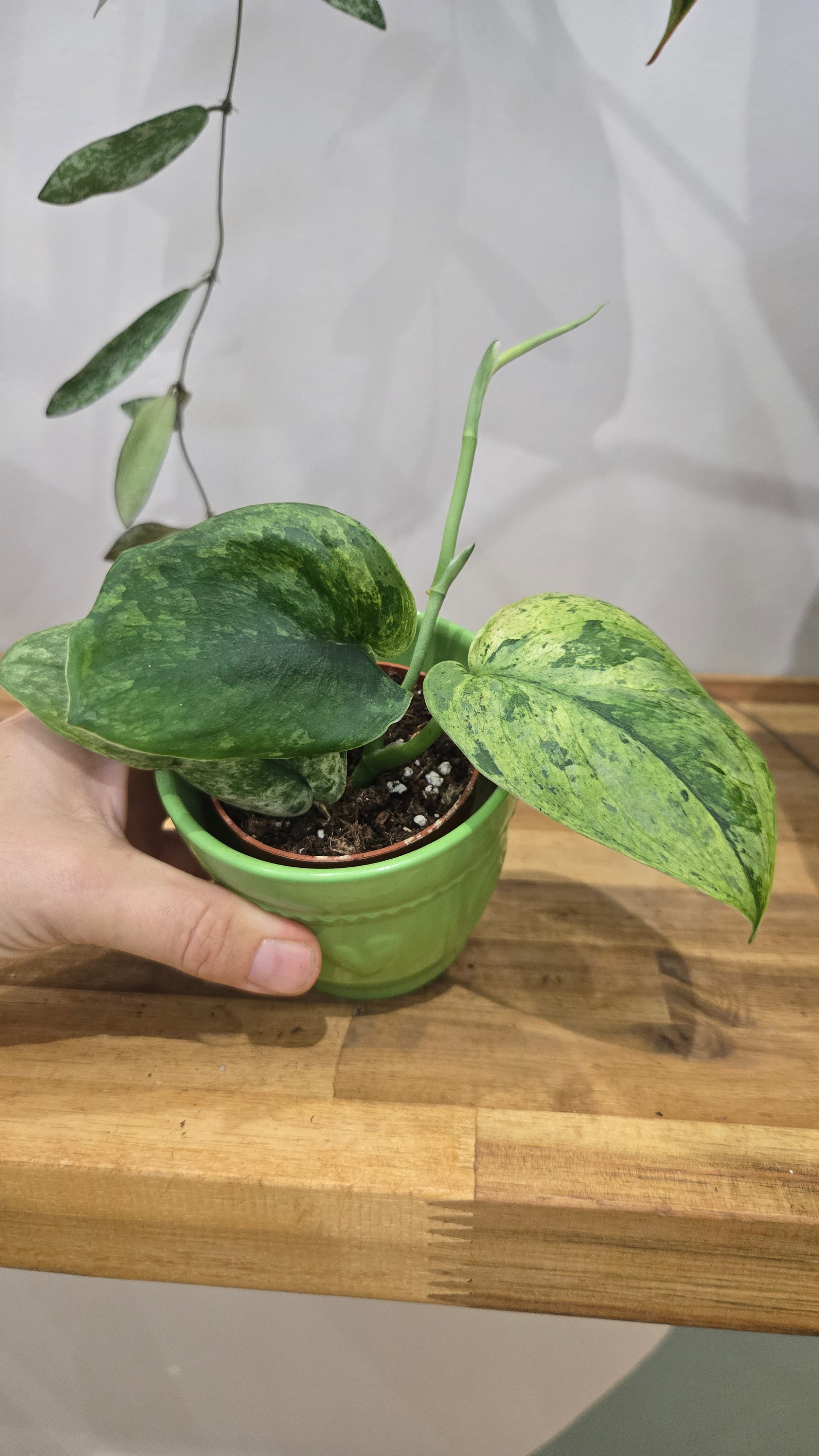 SCINDAPSUS PEASUN VARIEGATA