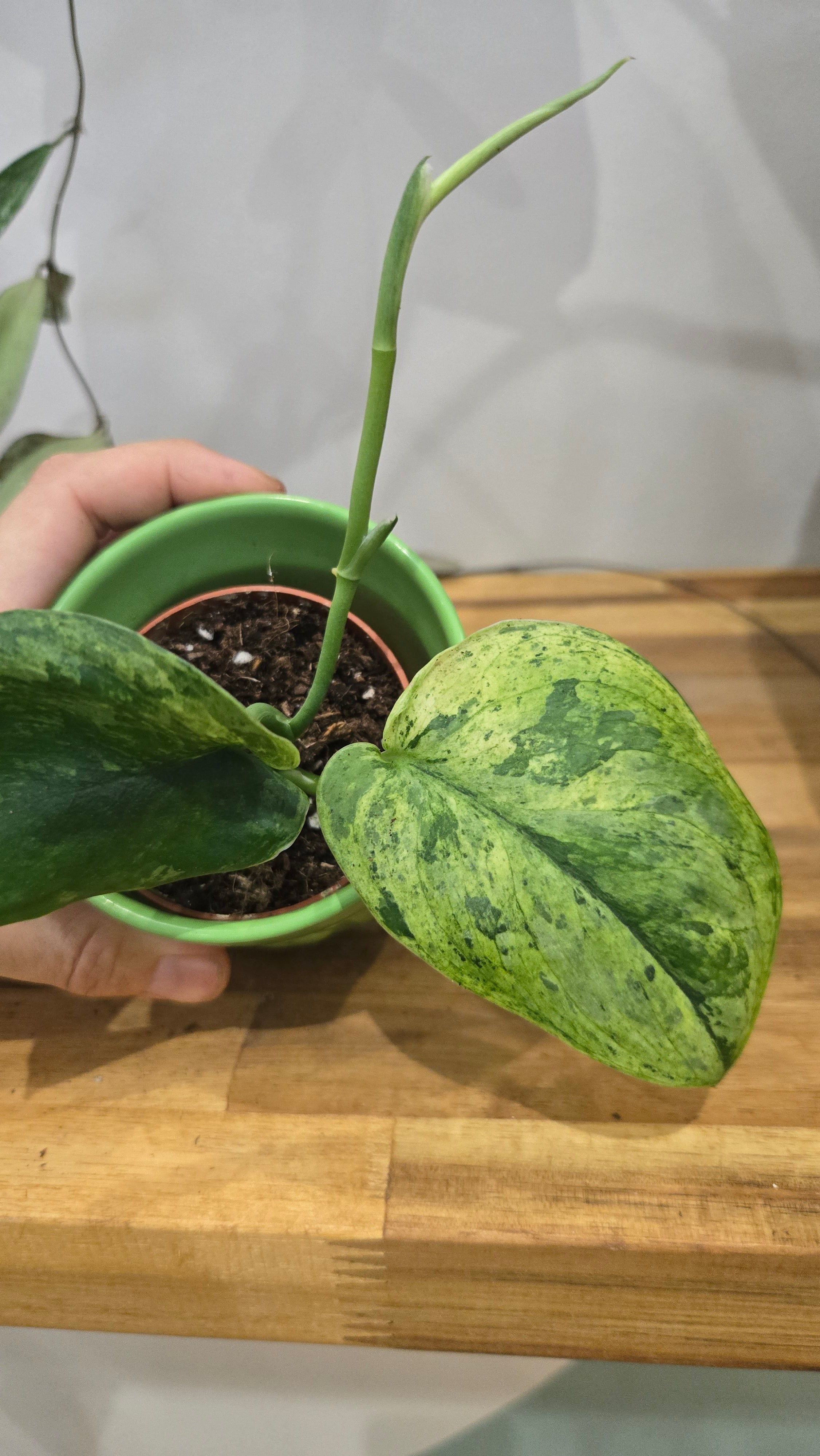SCINDAPSUS PEASUN VARIEGATA