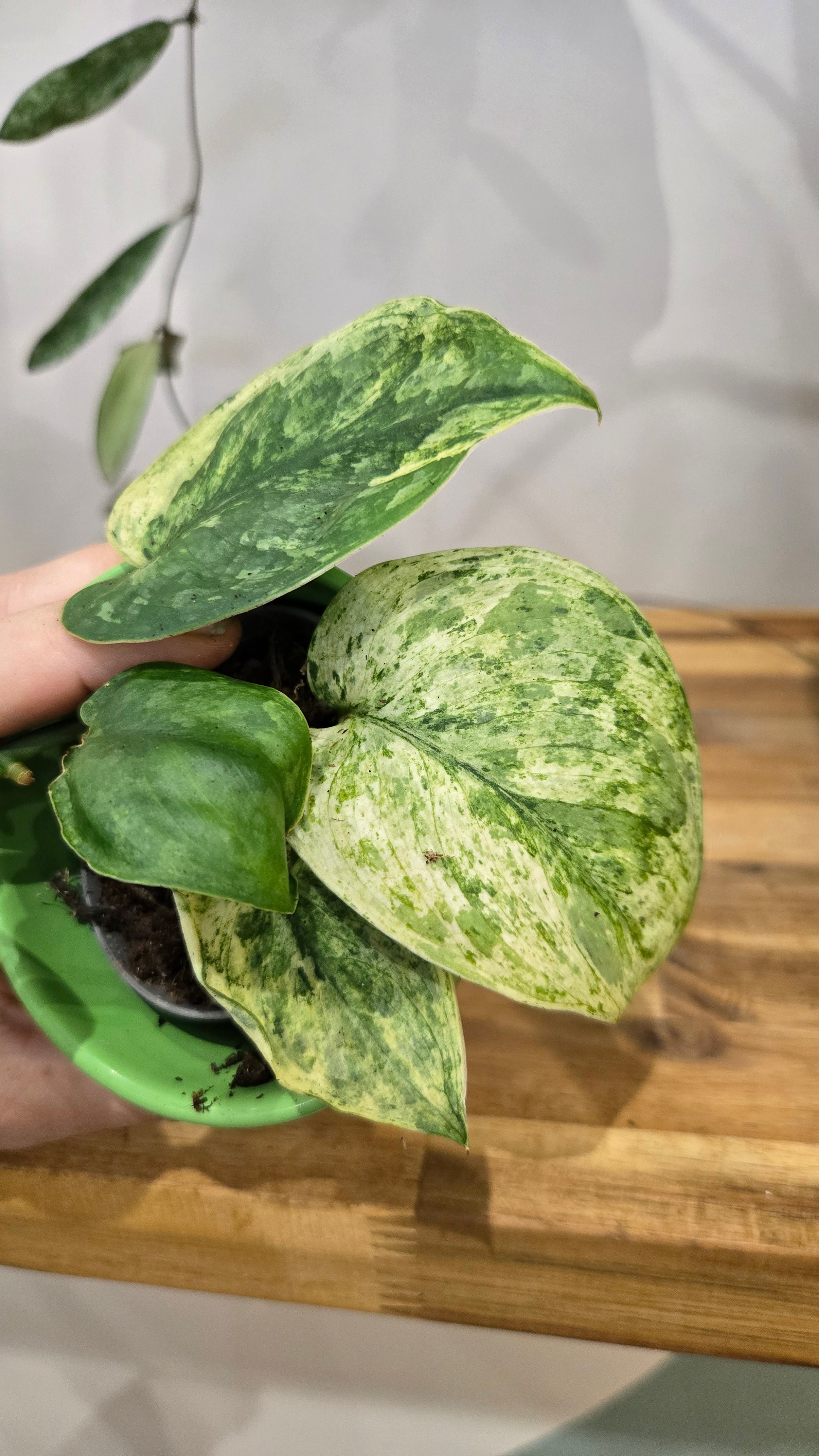 SCINDAPSUS PEASUN VARIEGATA