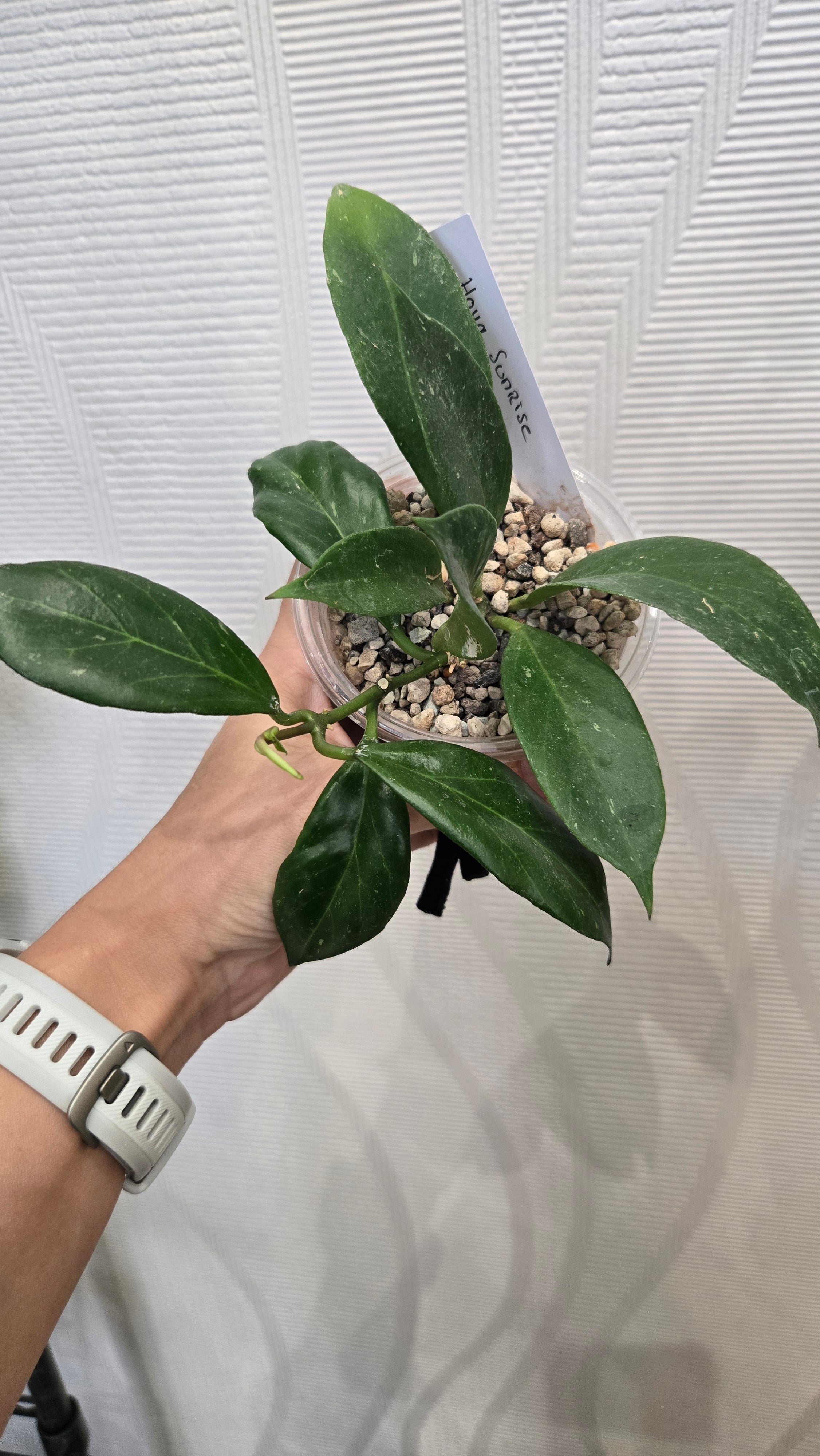 HOYA SUNRISE