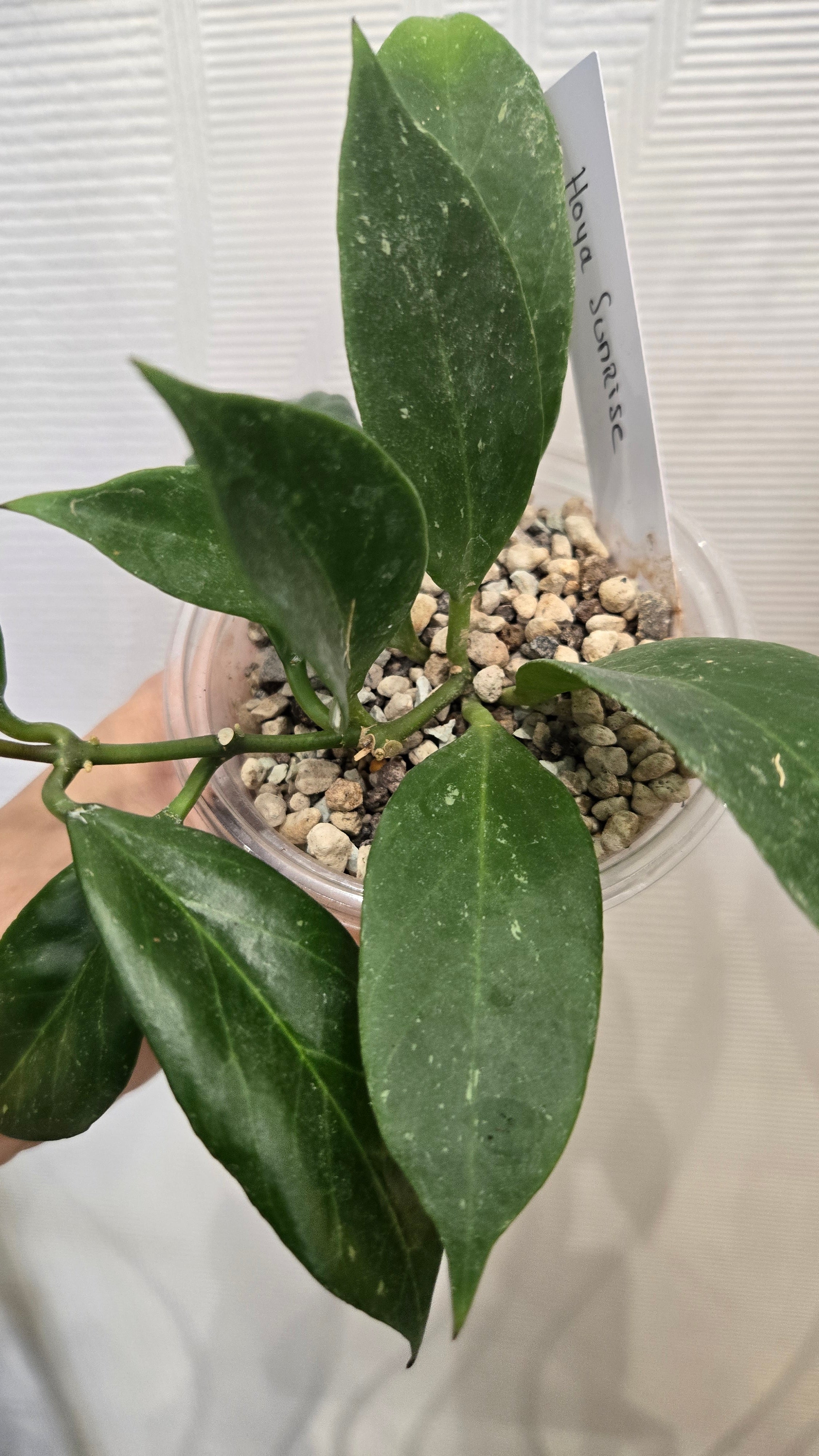 HOYA SUNRISE