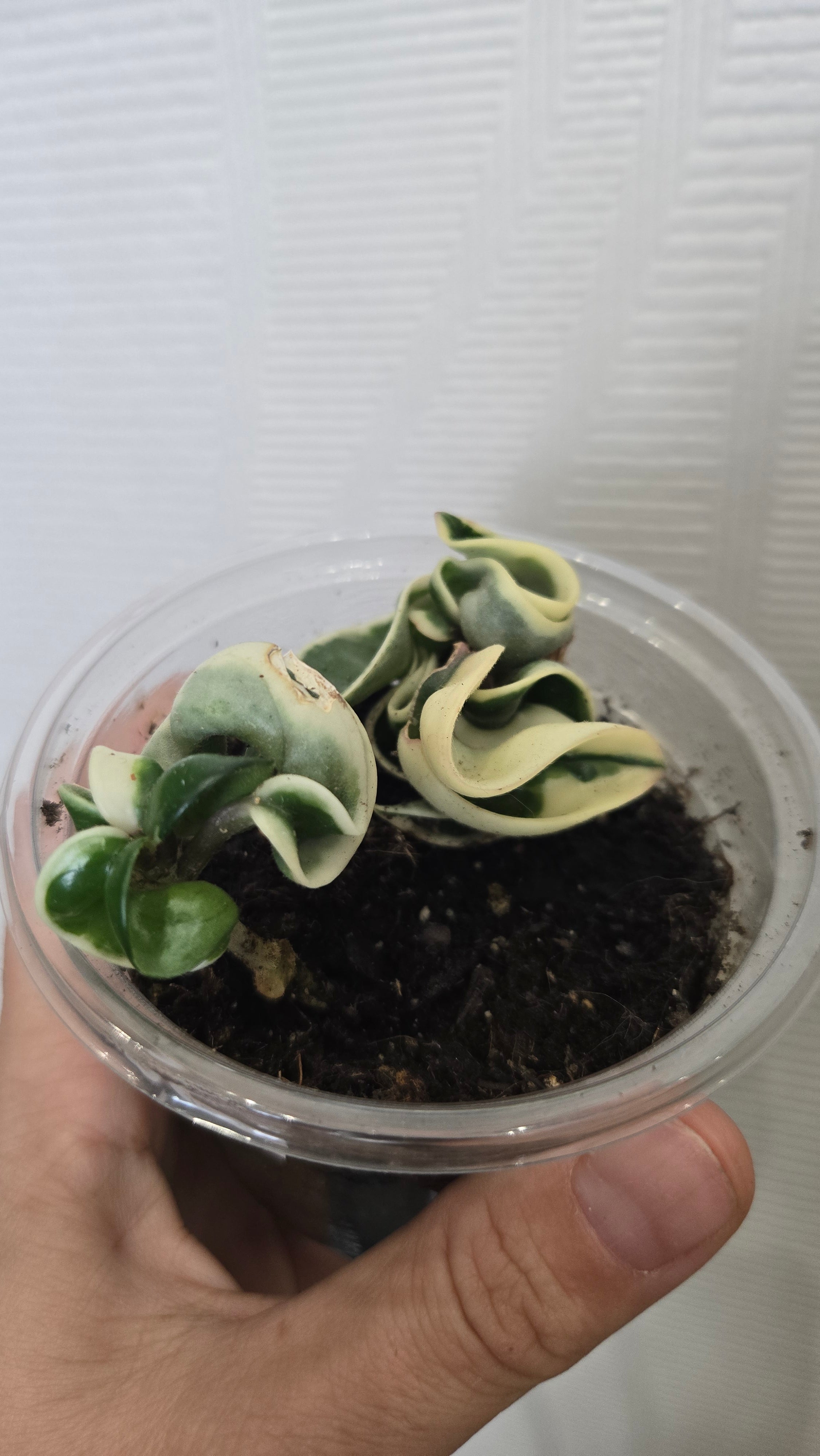 HOYA COMPACTA VARIEGATA