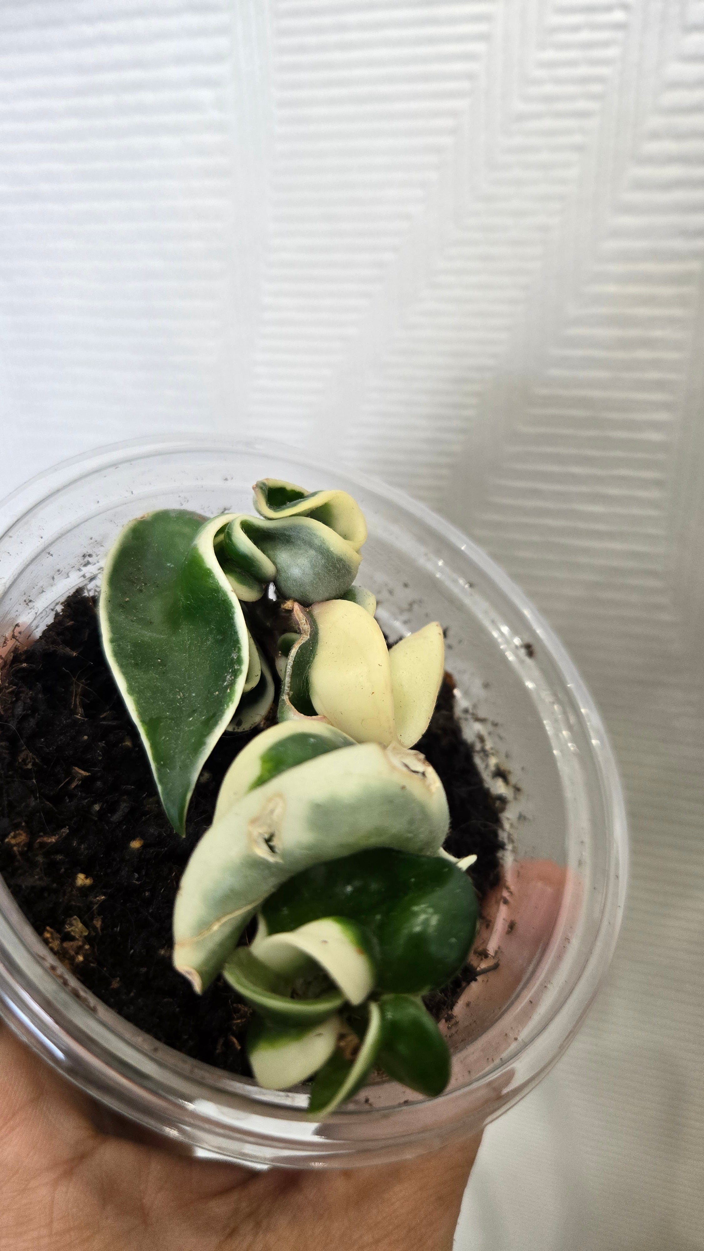 HOYA COMPACTA VARIEGATA