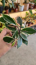 HOYA FLAMINGO DREAM