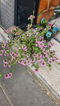 SCAEVOLA
