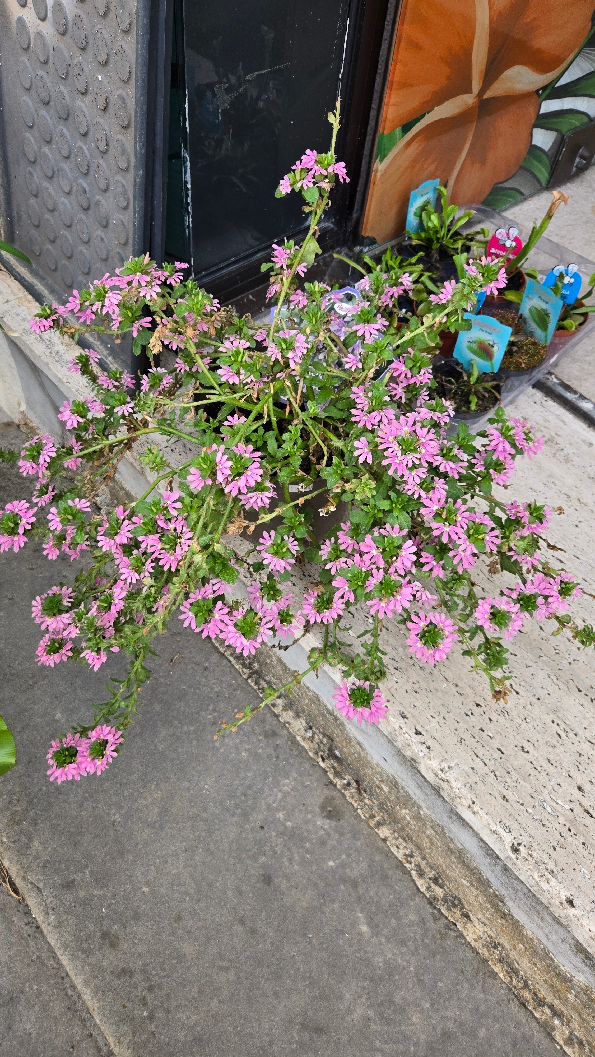 SCAEVOLA