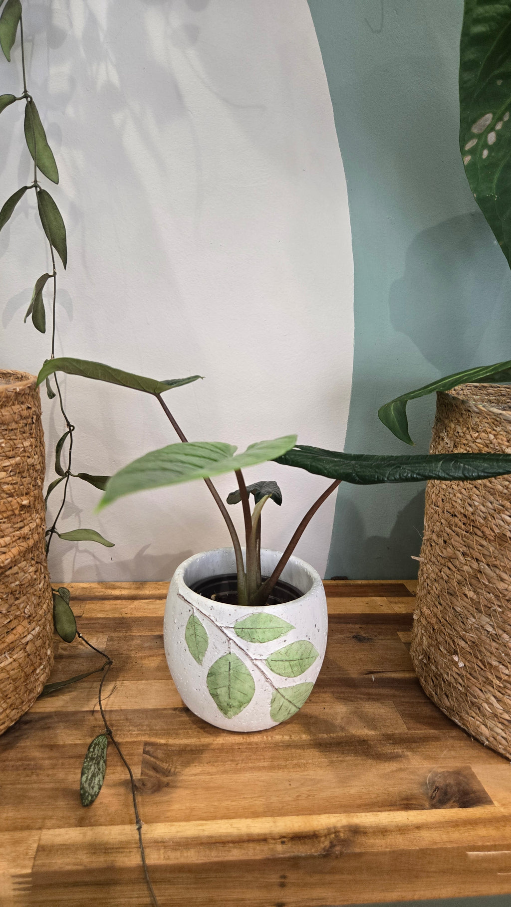 ALOCASIA SCALPRUM