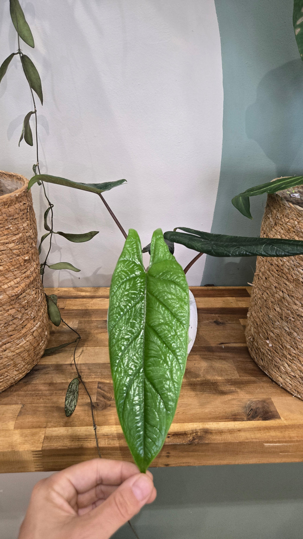 ALOCASIA SCALPRUM