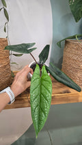 ALOCASIA SCALPRUM