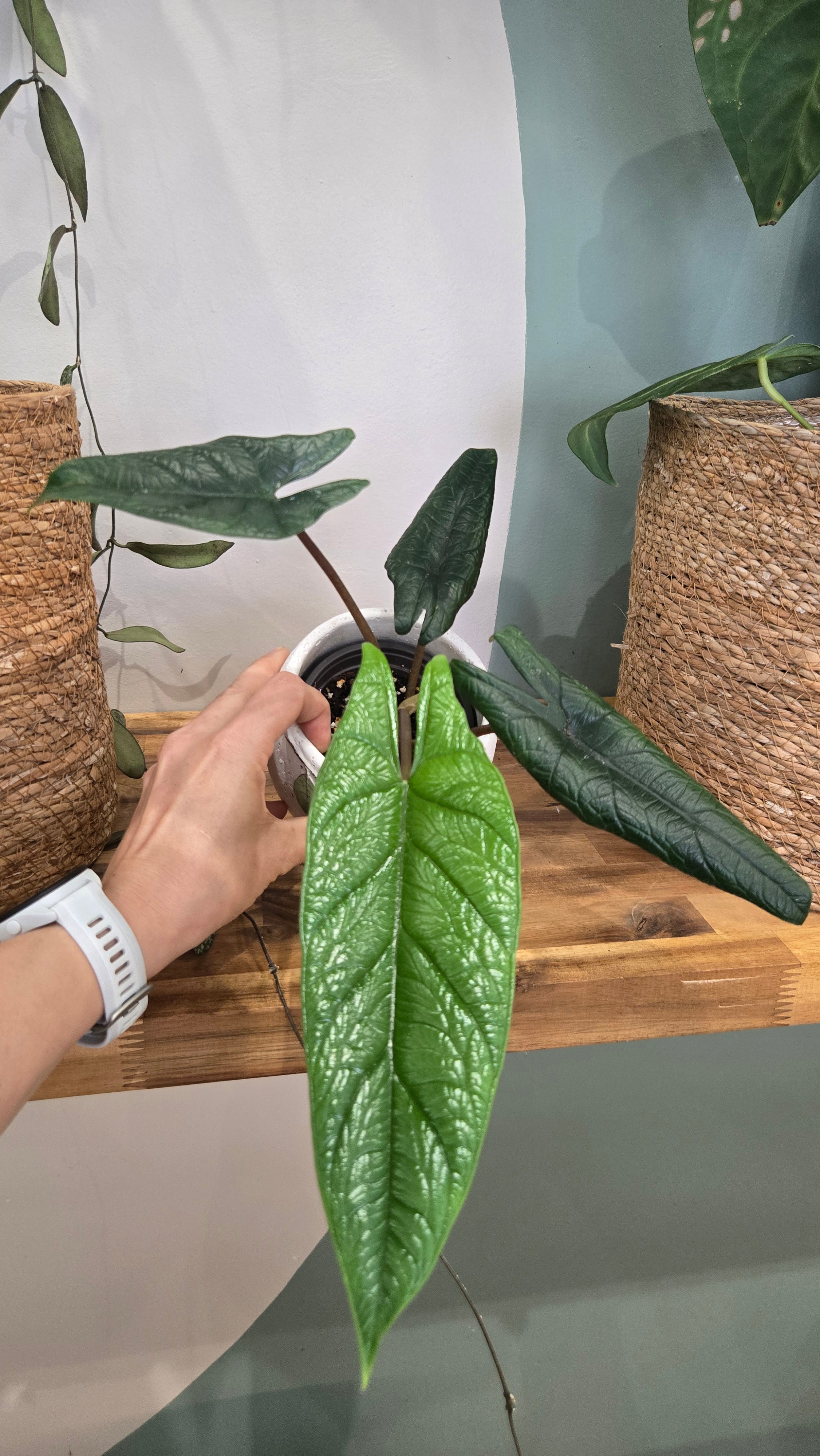 ALOCASIA SCALPRUM