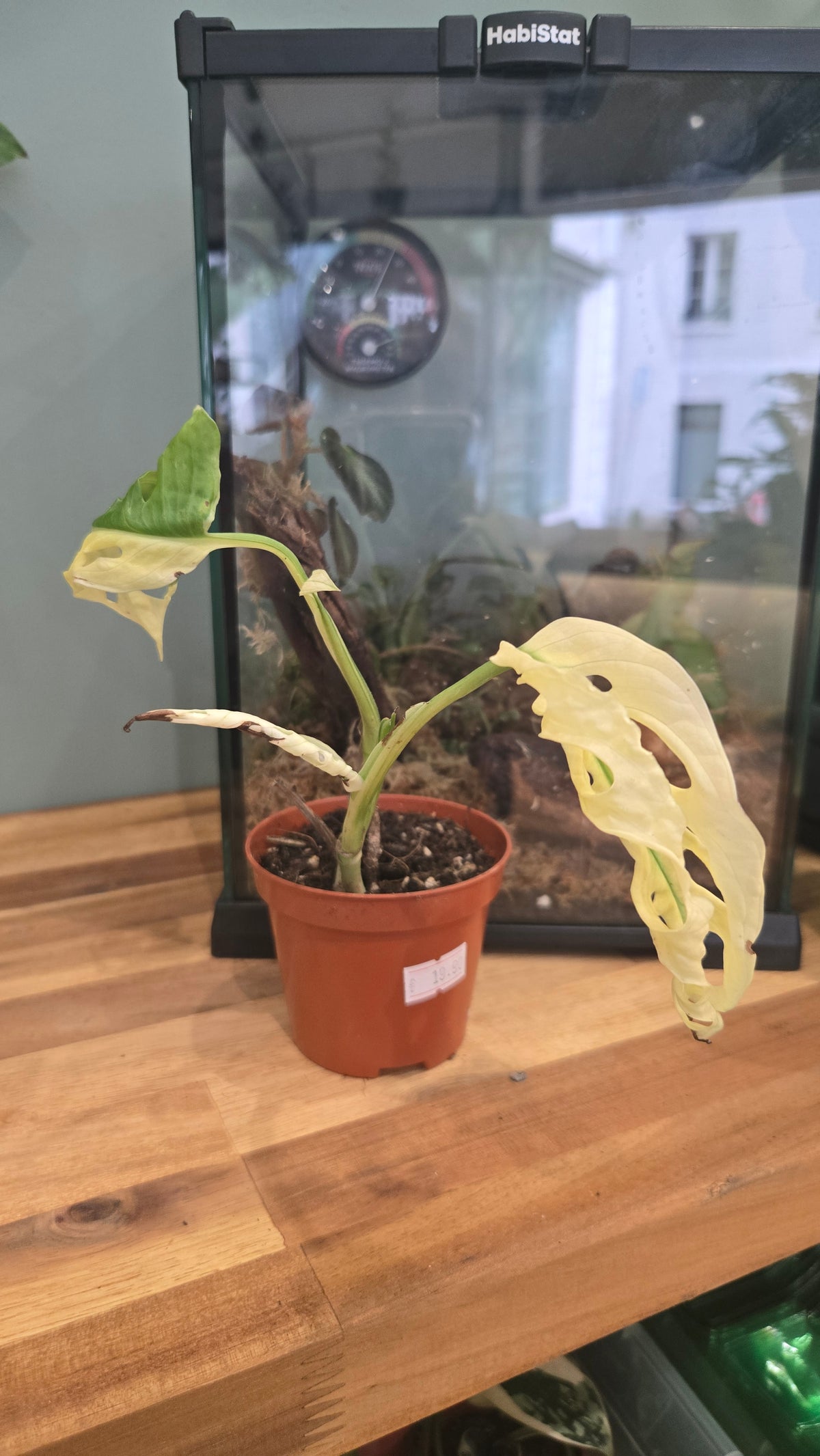 MONSTERA ADANSONII JAPANESE TRICOLOR