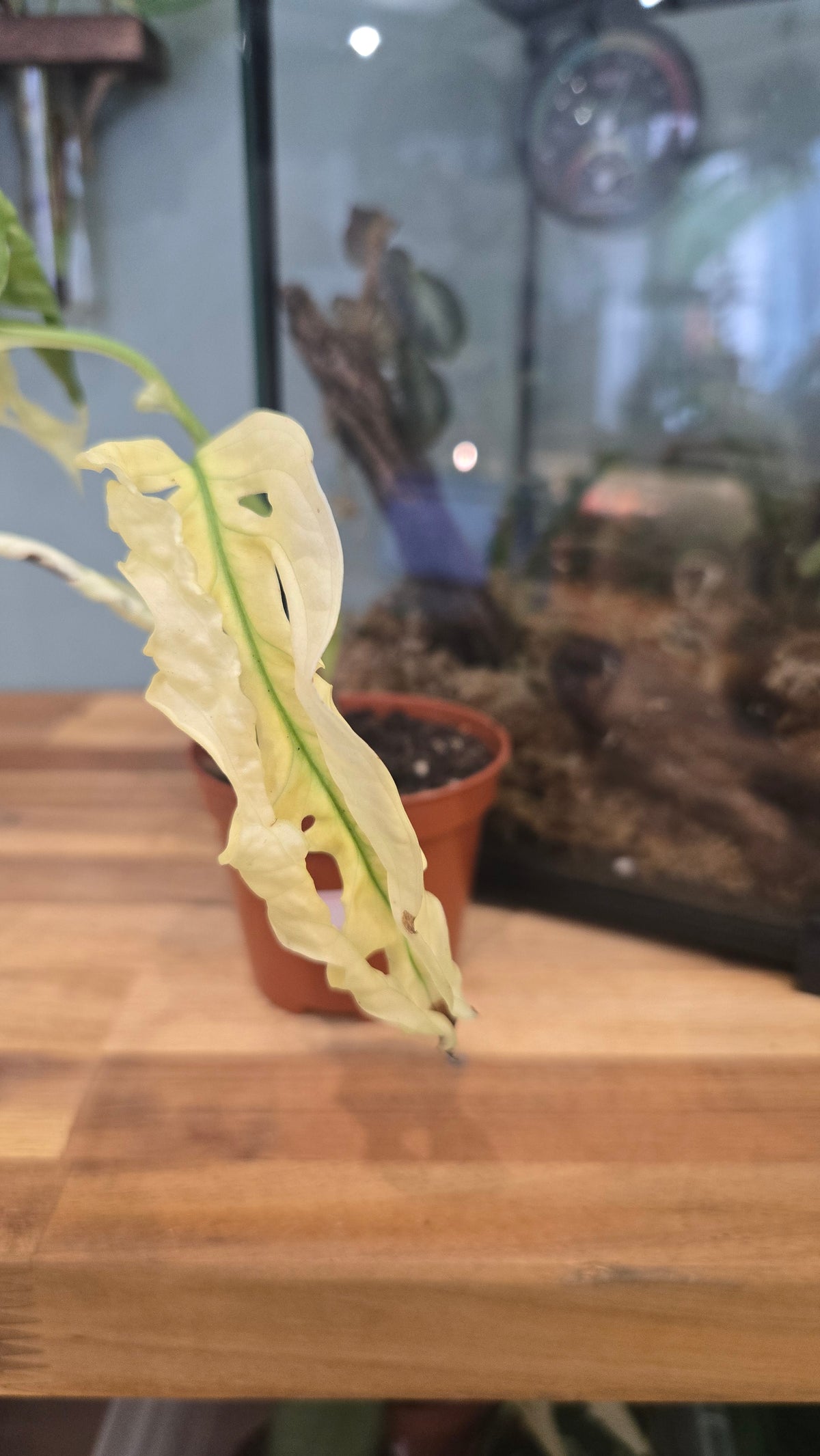 MONSTERA ADANSONII JAPANESE TRICOLOR