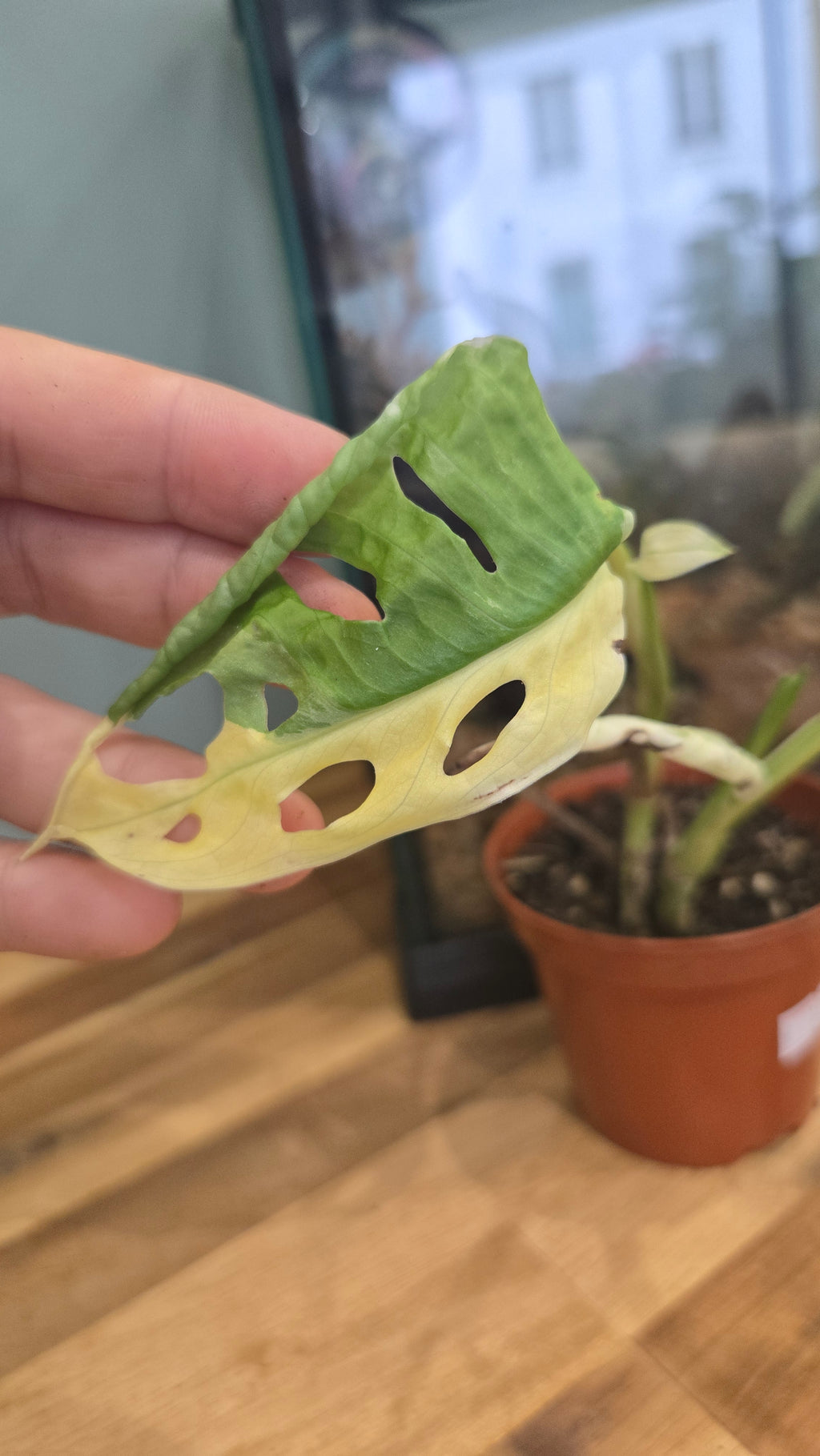MONSTERA ADANSONII JAPANESE TRICOLOR