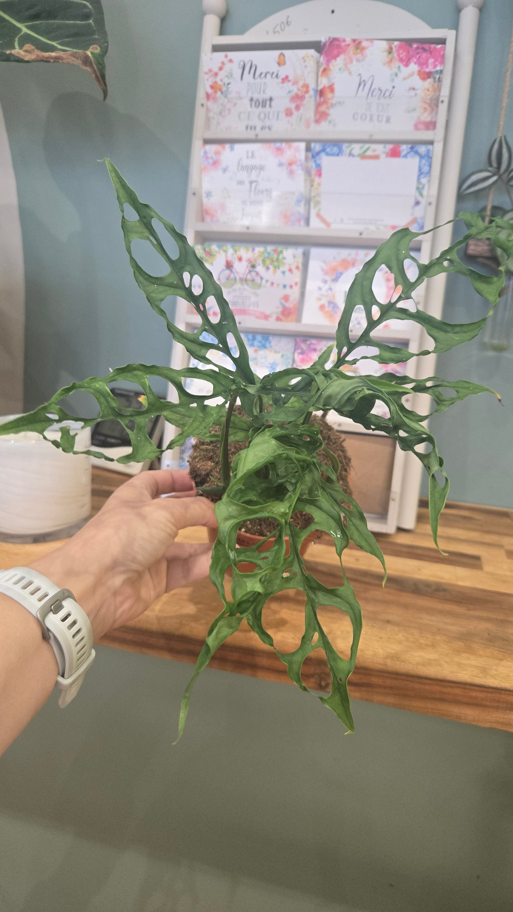 Monstera Obliqua peru