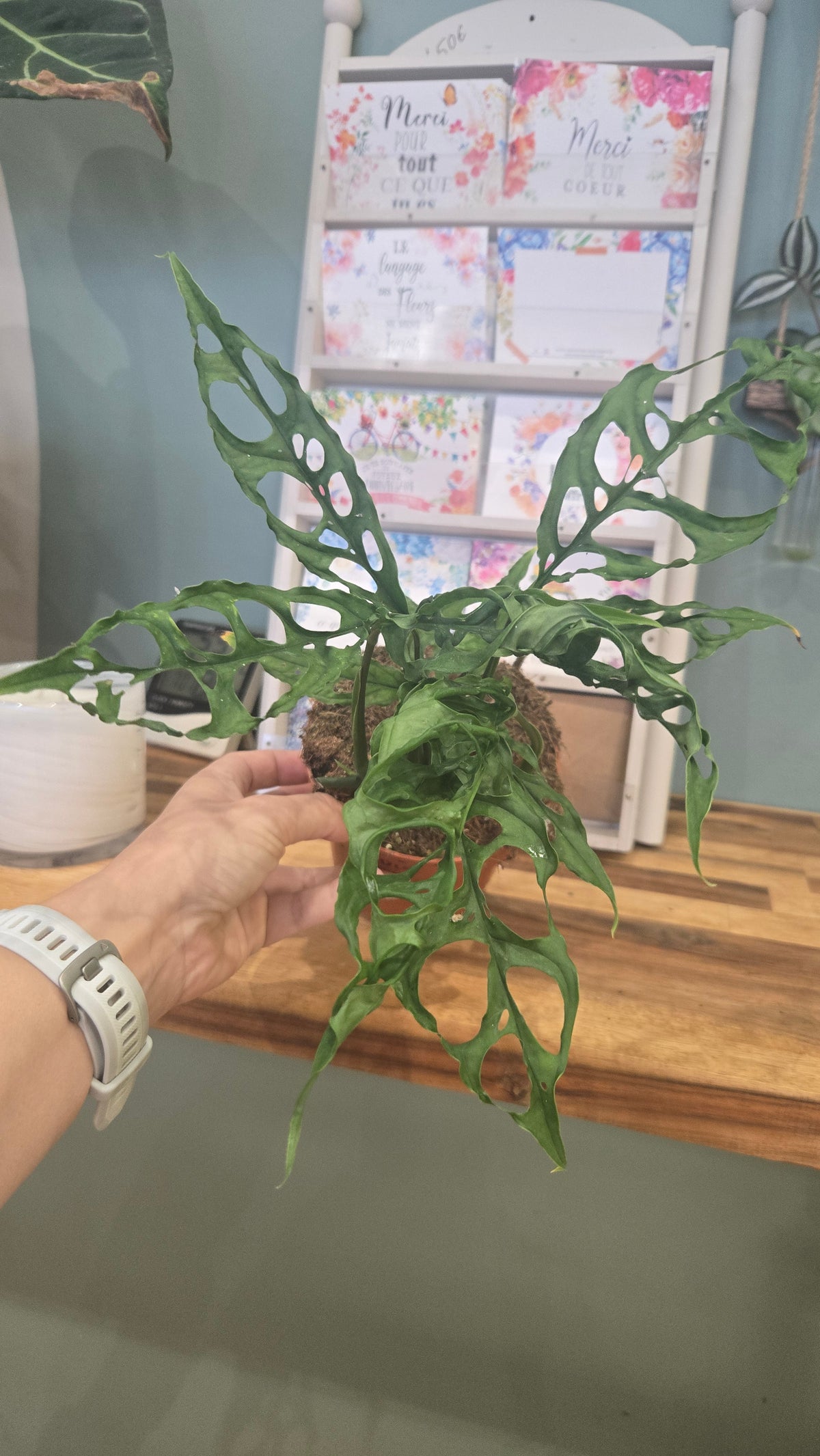 Monstera Obliqua peru