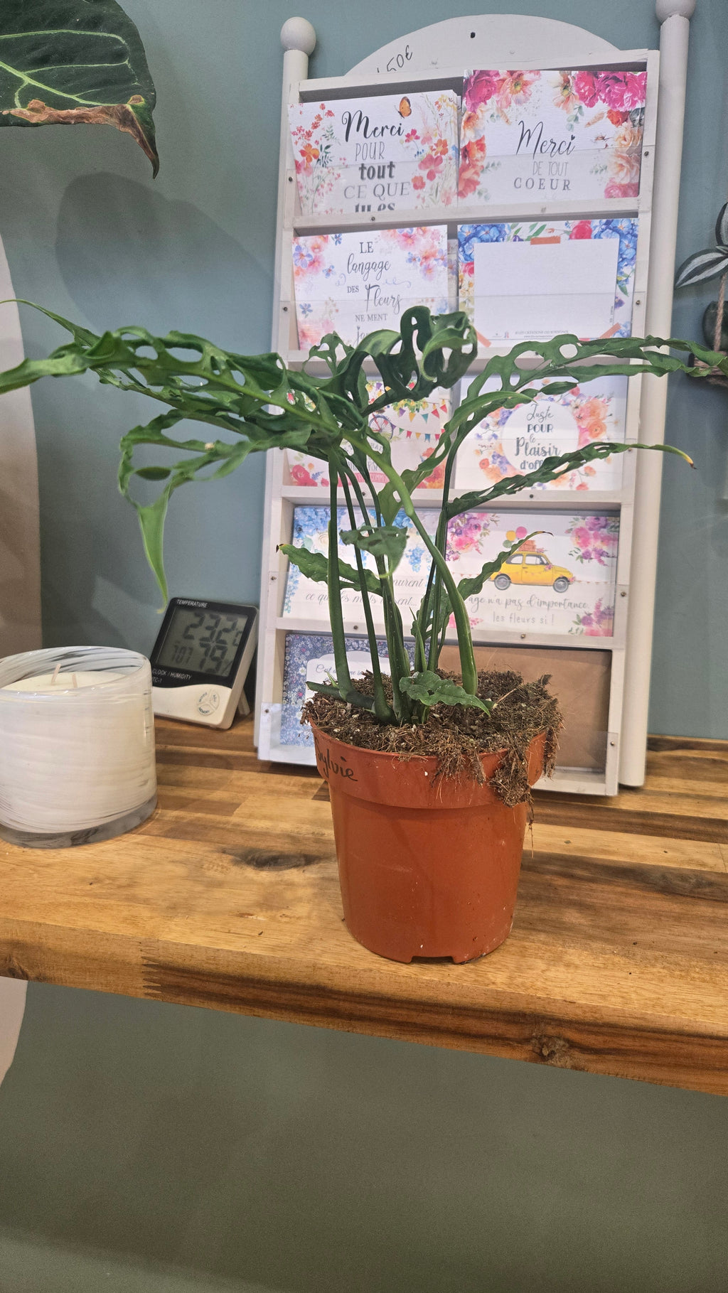 Monstera Obliqua peru
