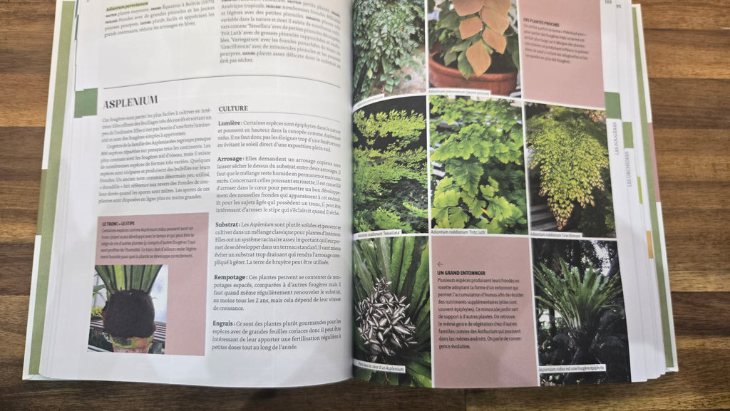 ENCYCLOPEDIE DES PLANTES D INTERIEURES