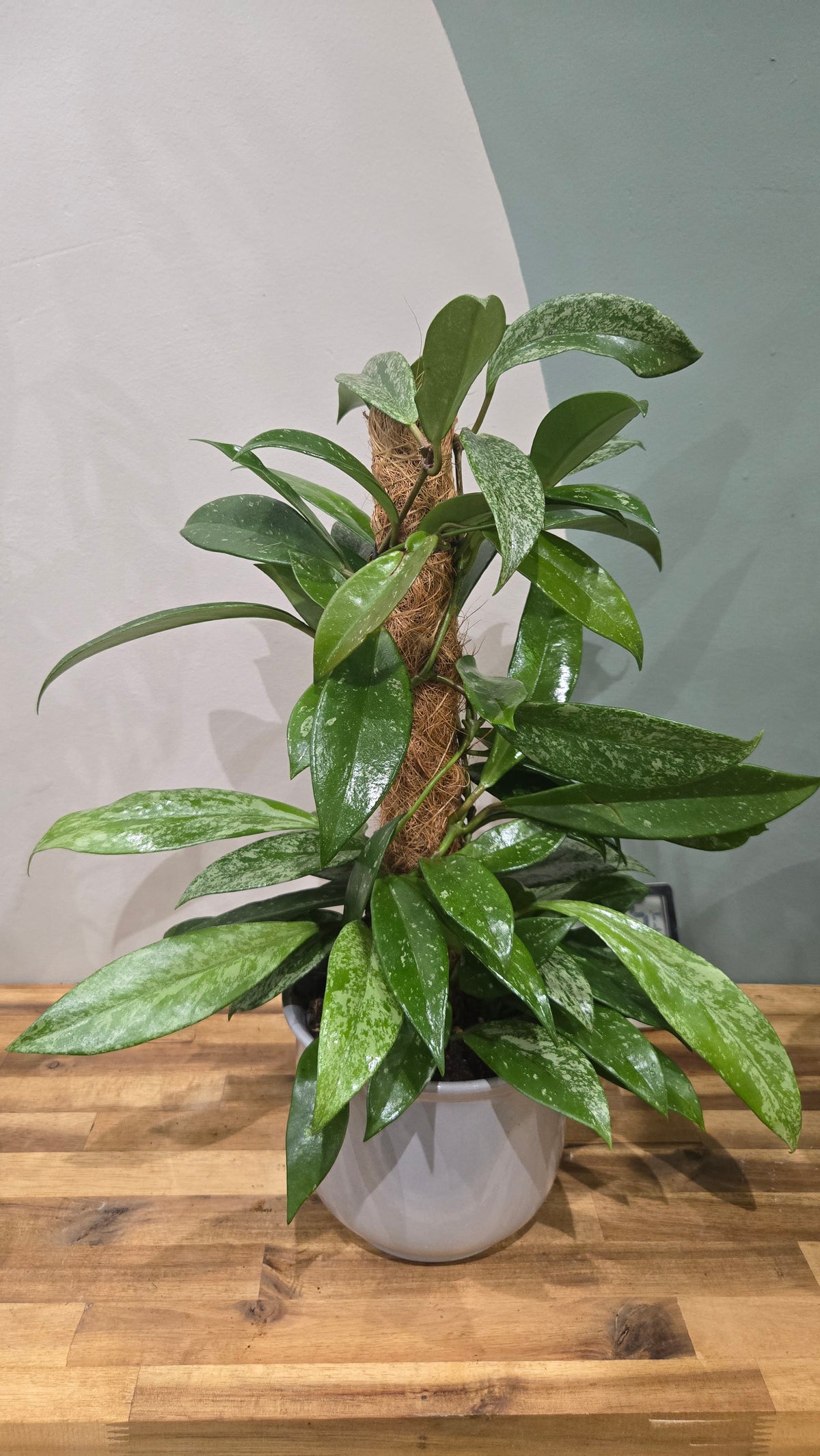 HOYA PUBICALIX SILVER SPOT