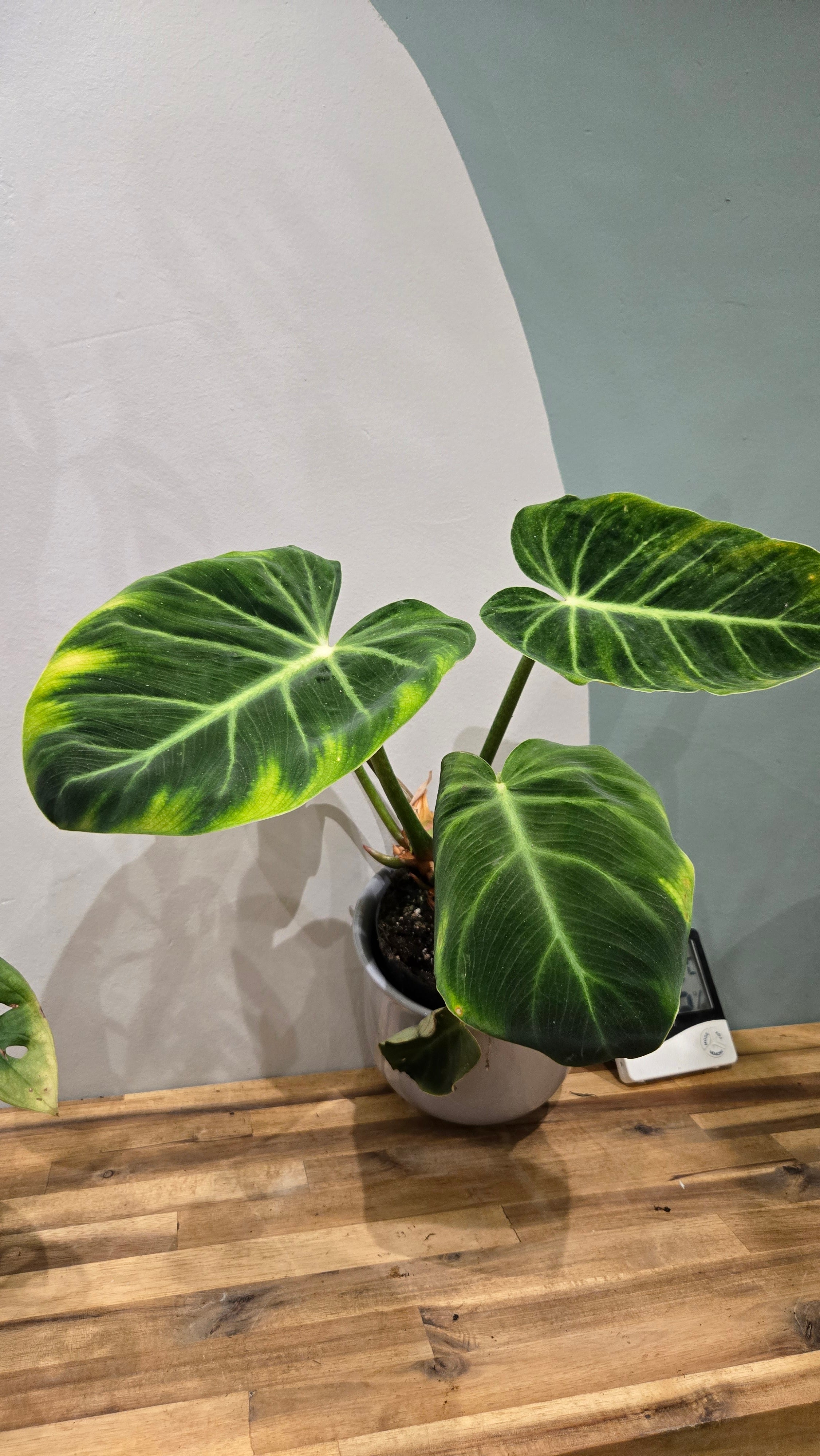 PHILODENDRON LUXURIANS