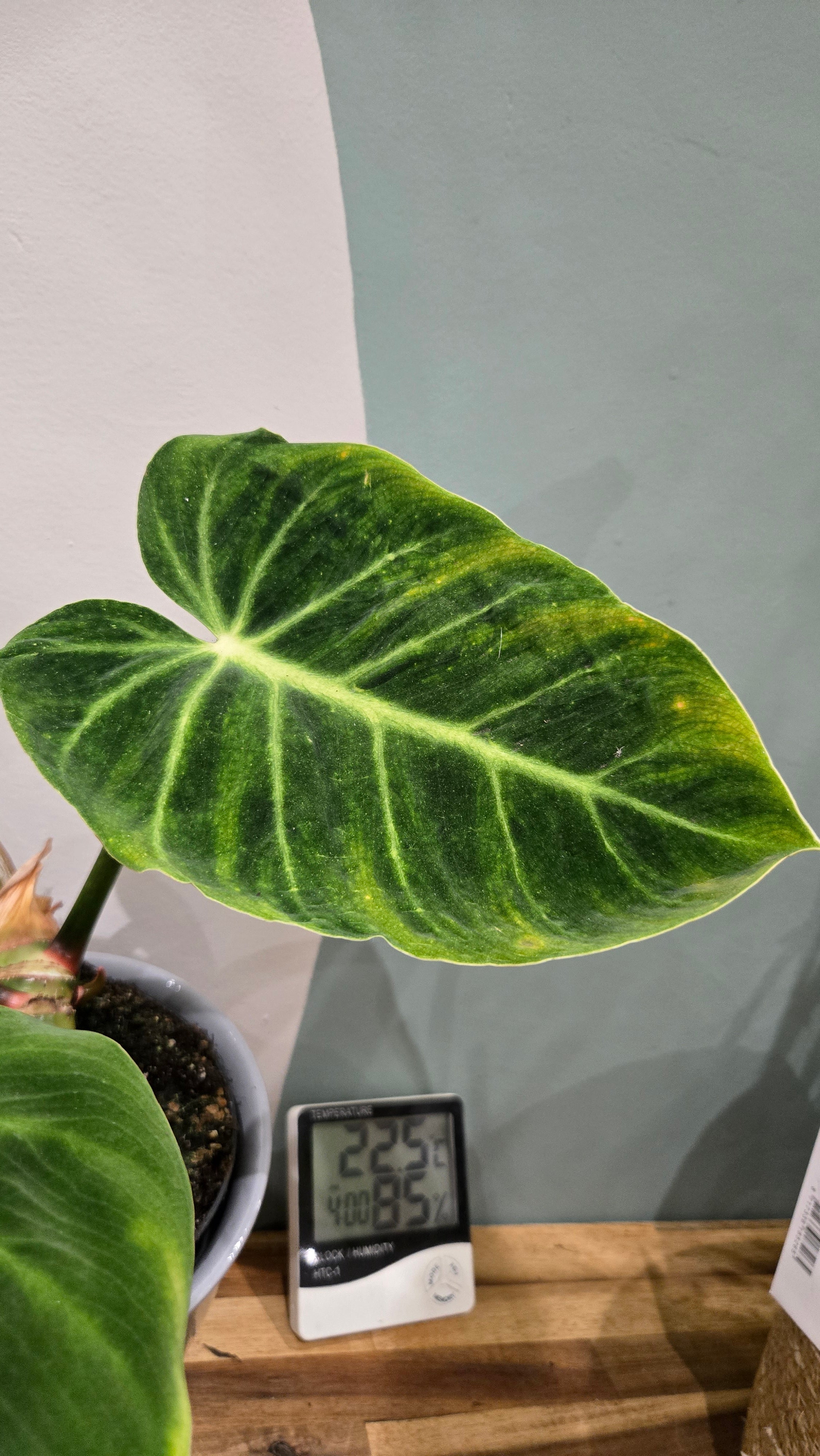 PHILODENDRON LUXURIANS