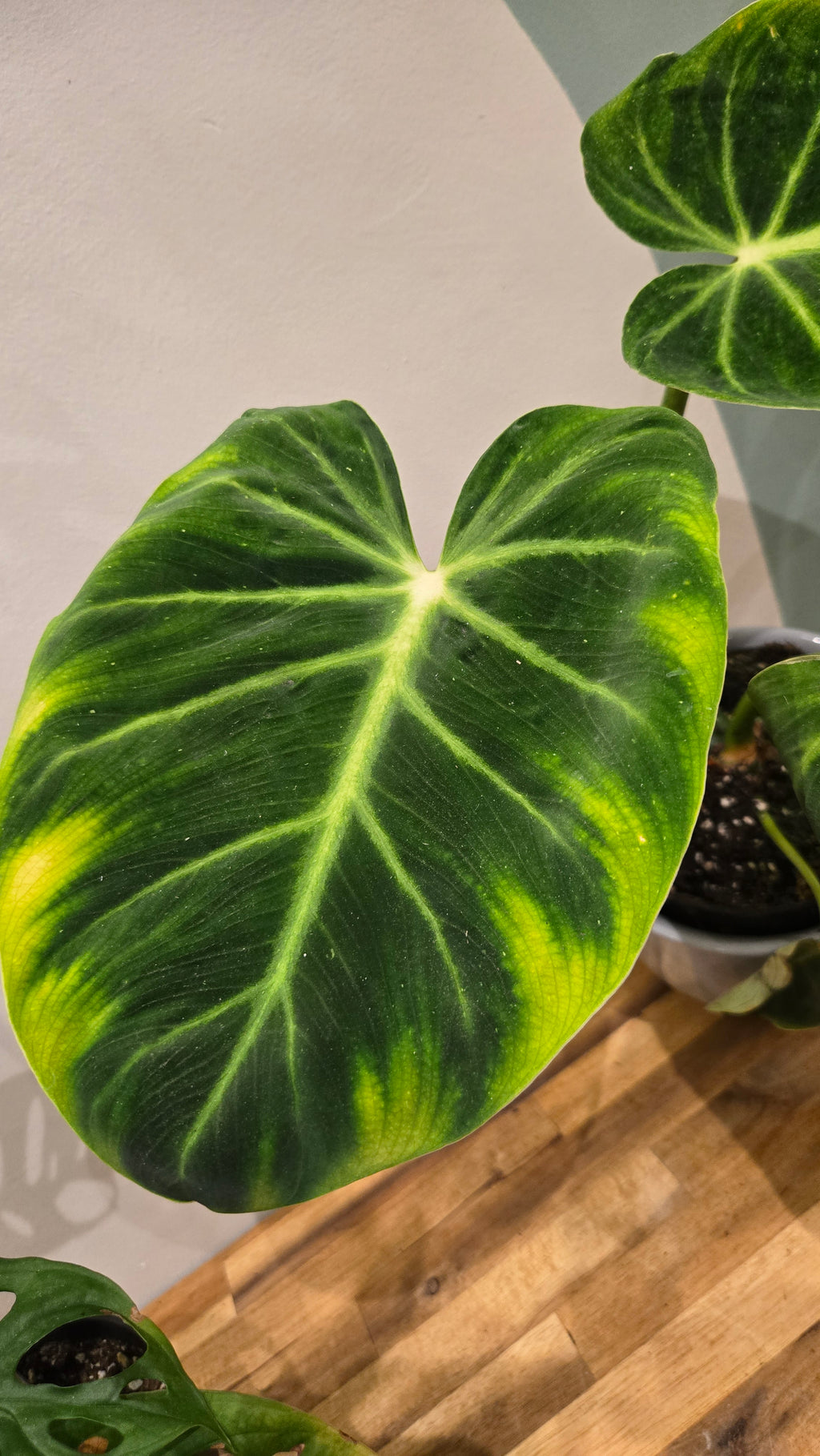 PHILODENDRON LUXURIANS