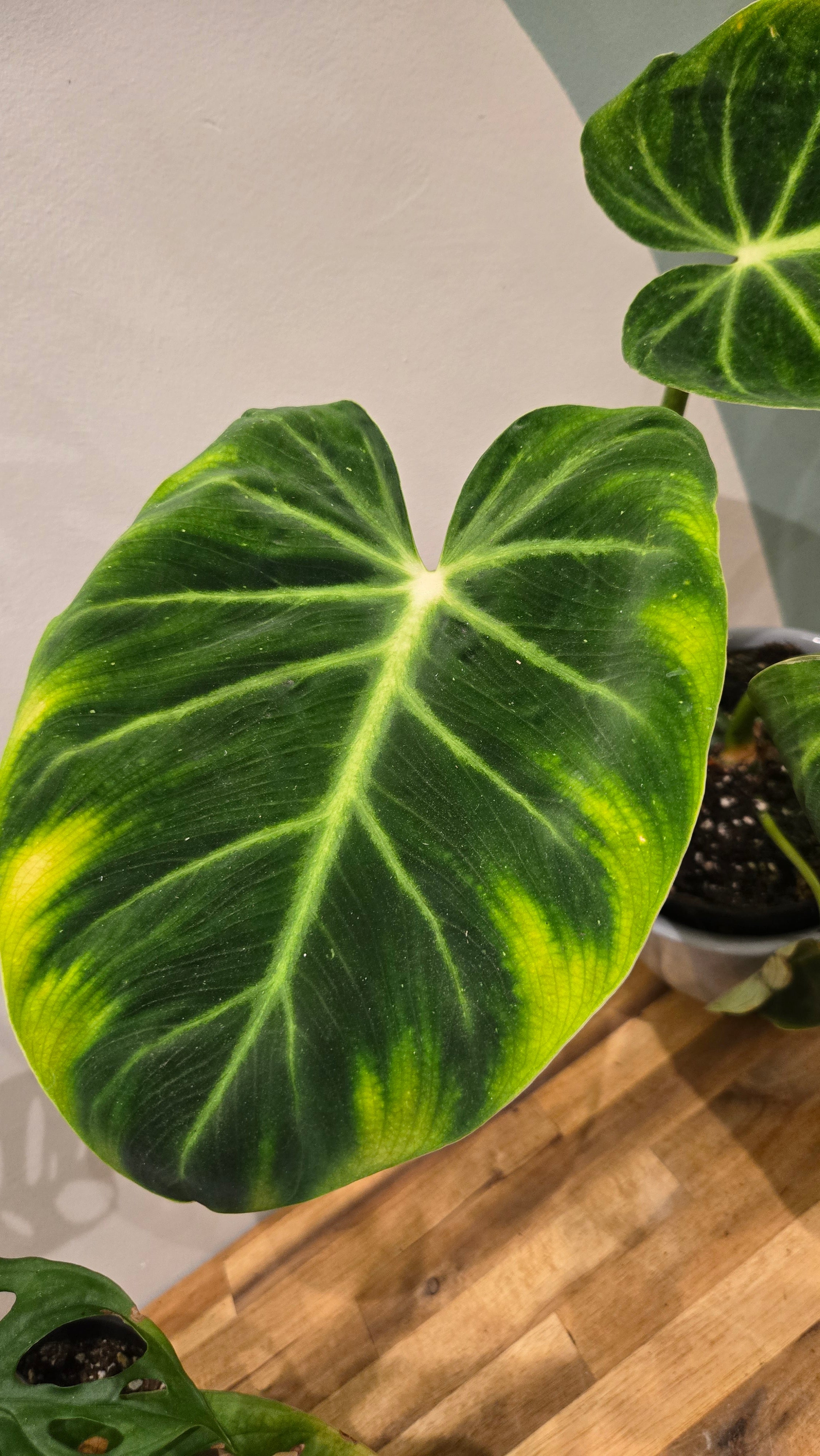 PHILODENDRON LUXURIANS