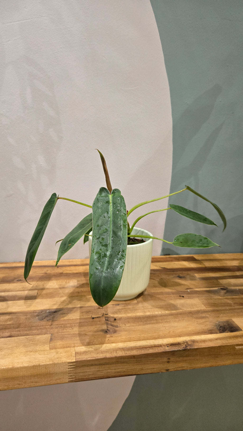 PHILODENDRON SPIRITUS SANCTI