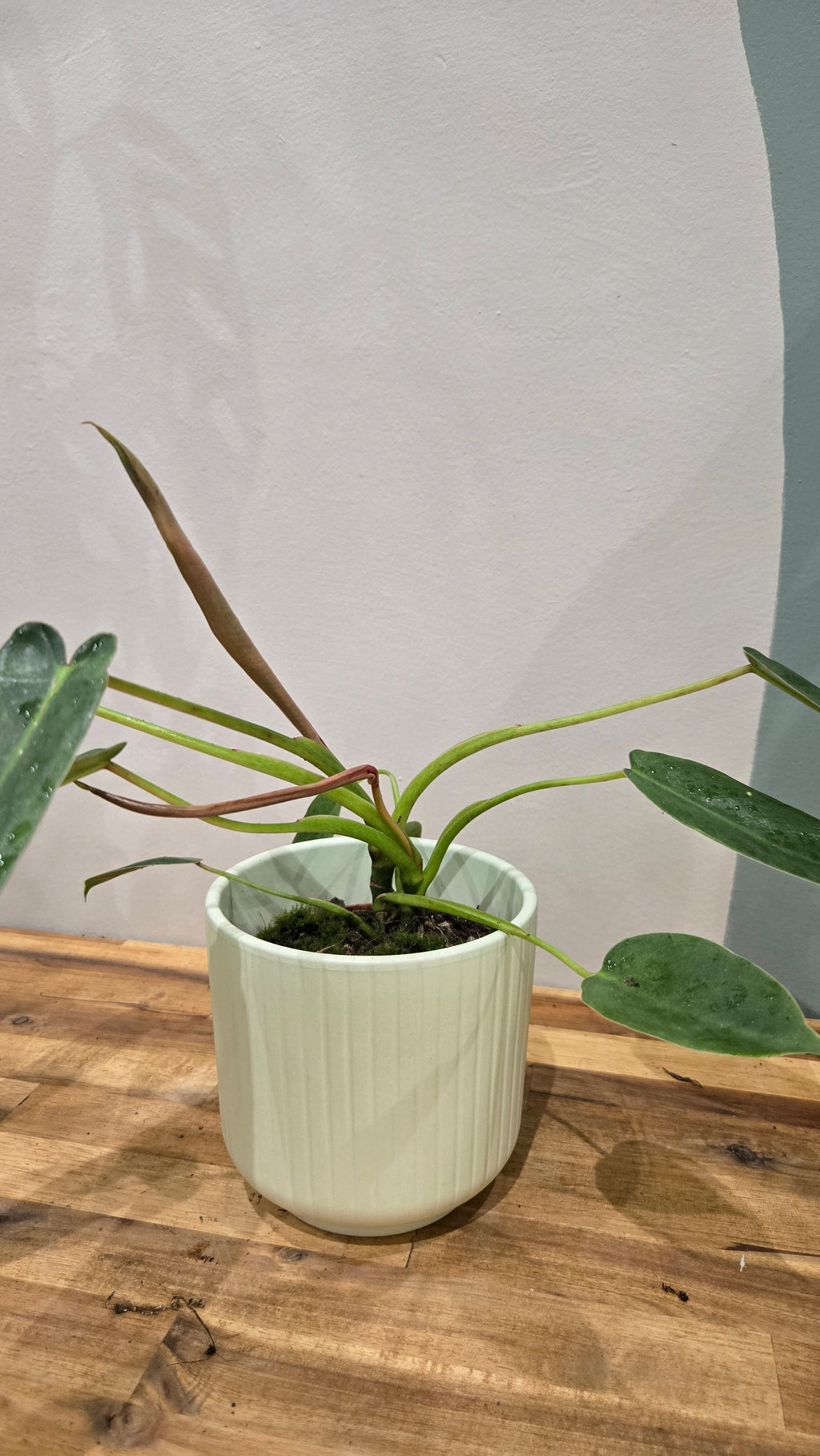 PHILODENDRON SPIRITUS SANCTI