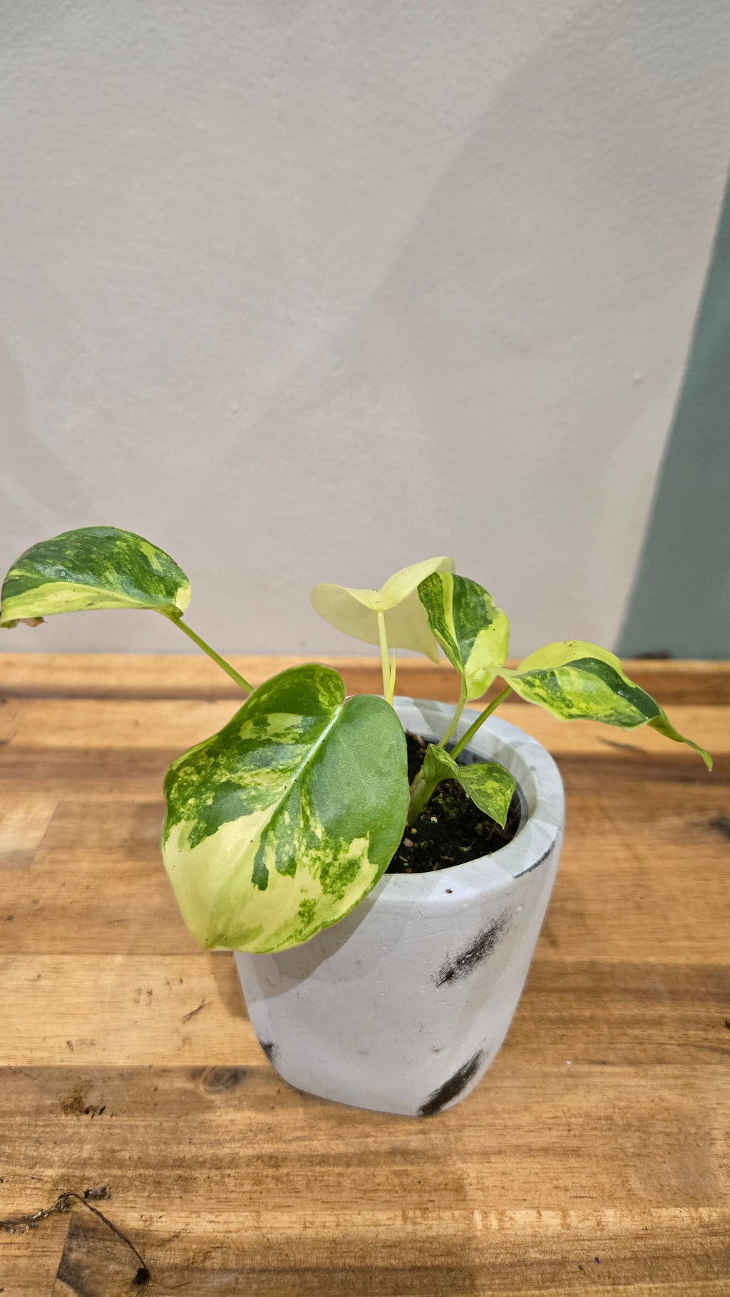 PHILODENDRON BURLE MARXII VARIEGATA