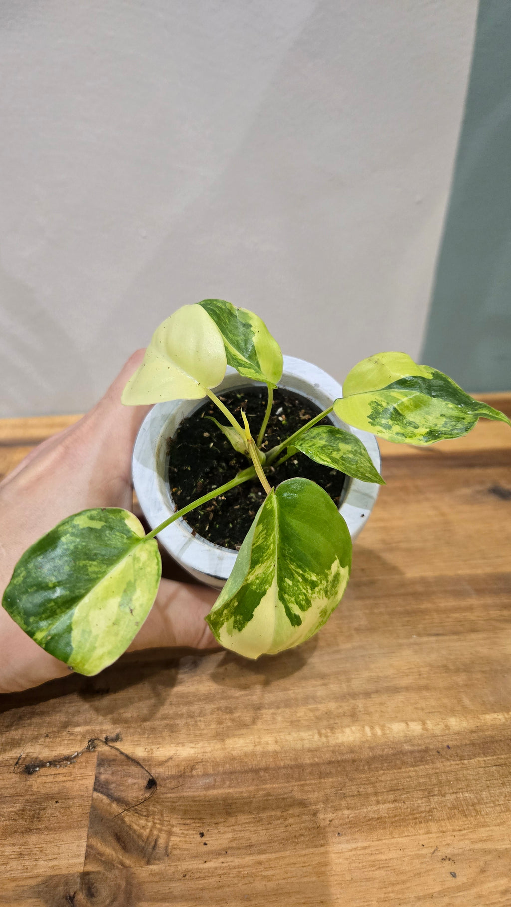 PHILODENDRON BURLE MARXII VARIEGATA