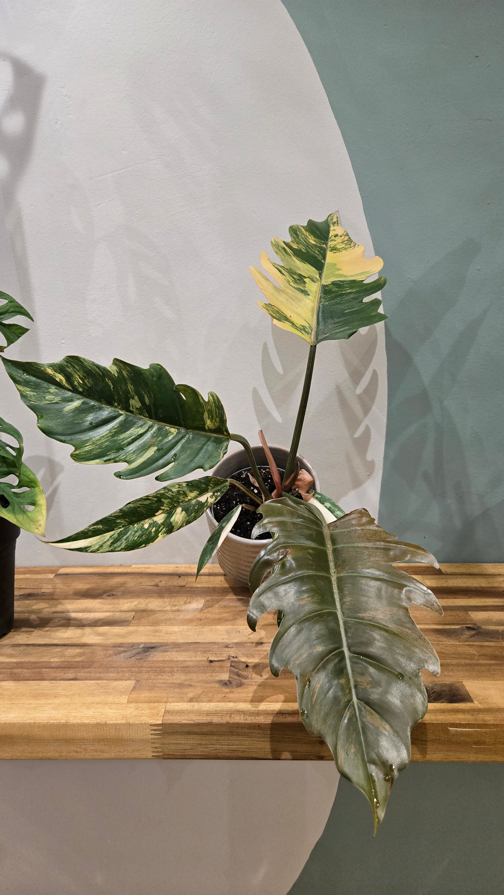 PHILODENDRON CARAMEL MARBLE