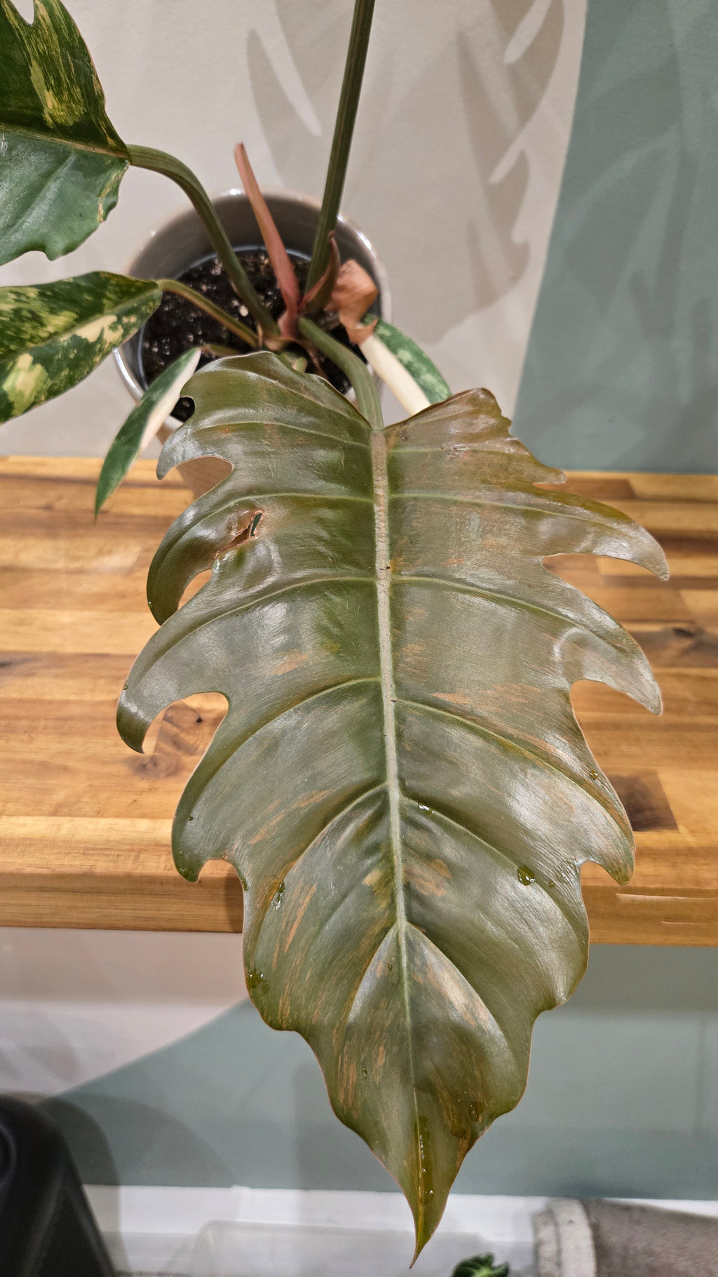 PHILODENDRON CARAMEL MARBLE