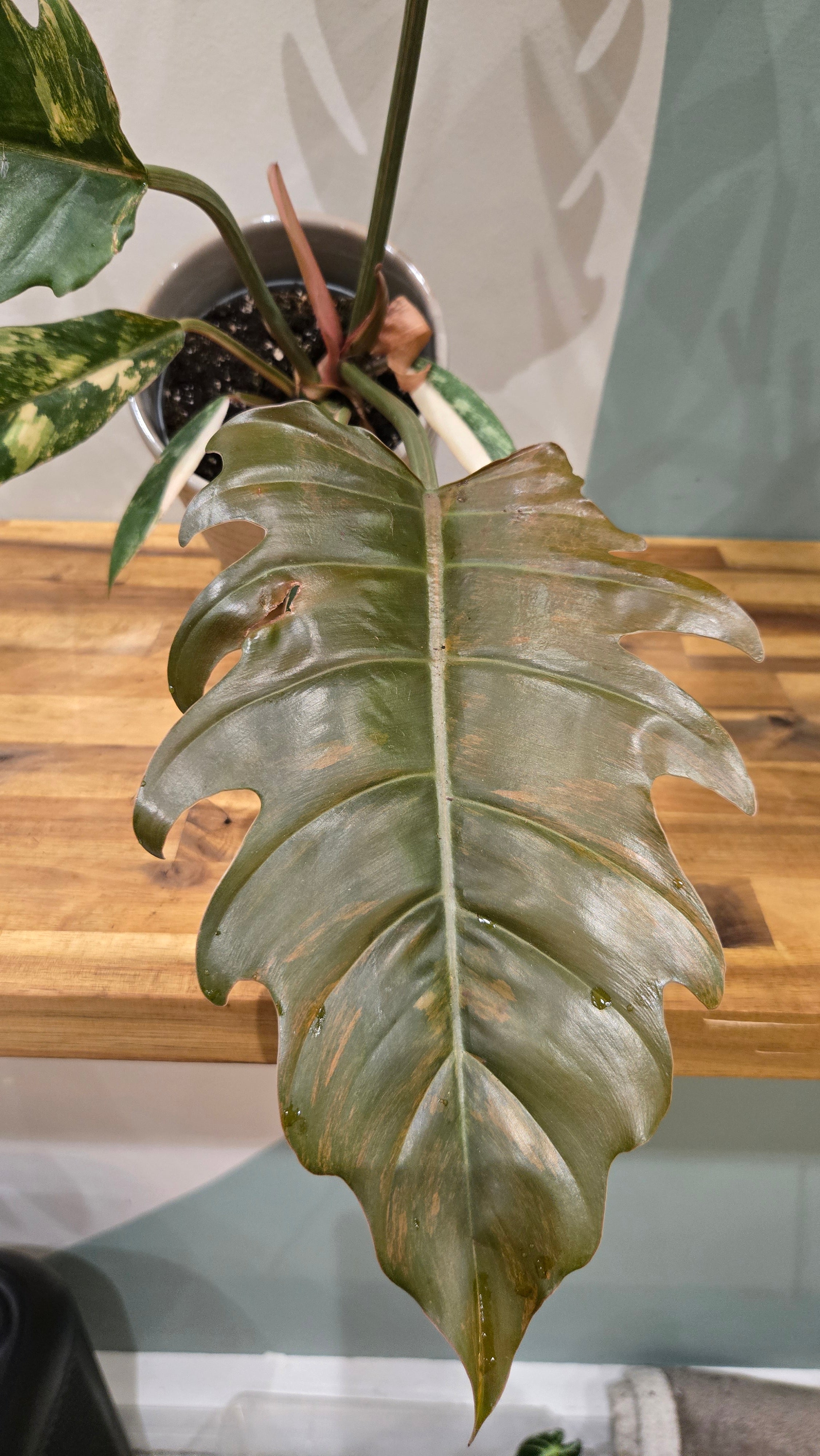 PHILODENDRON CARAMEL MARBLE