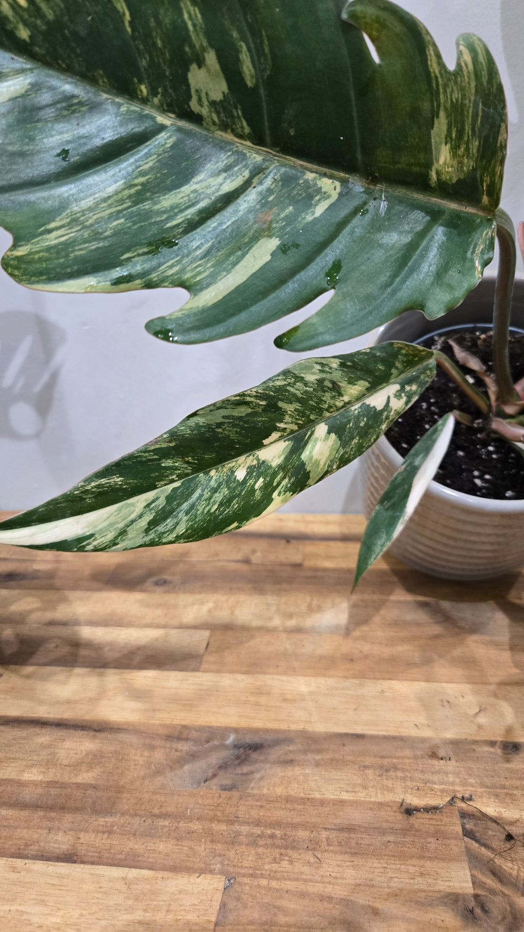 PHILODENDRON CARAMEL MARBLE