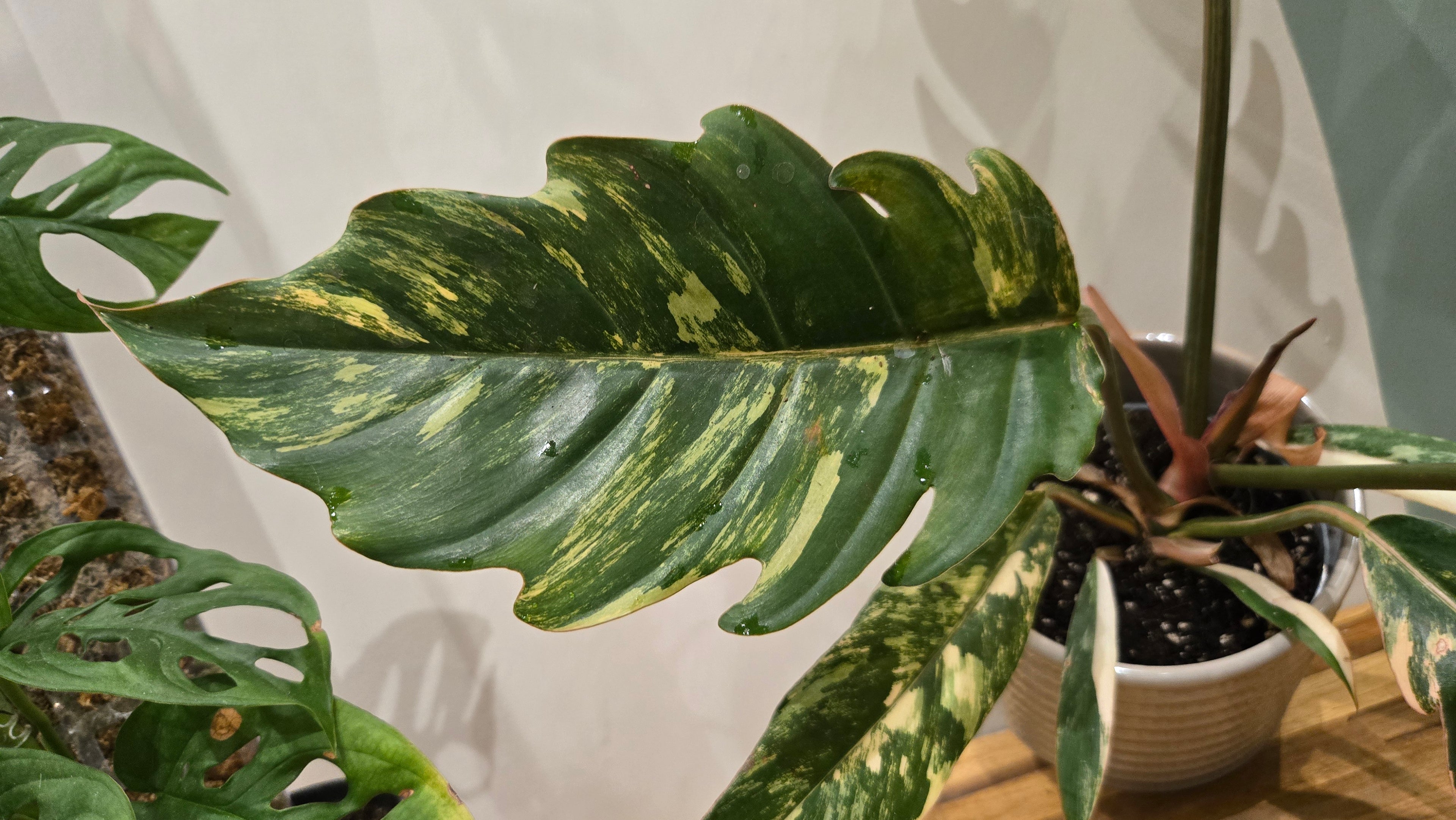 PHILODENDRON CARAMEL MARBLE