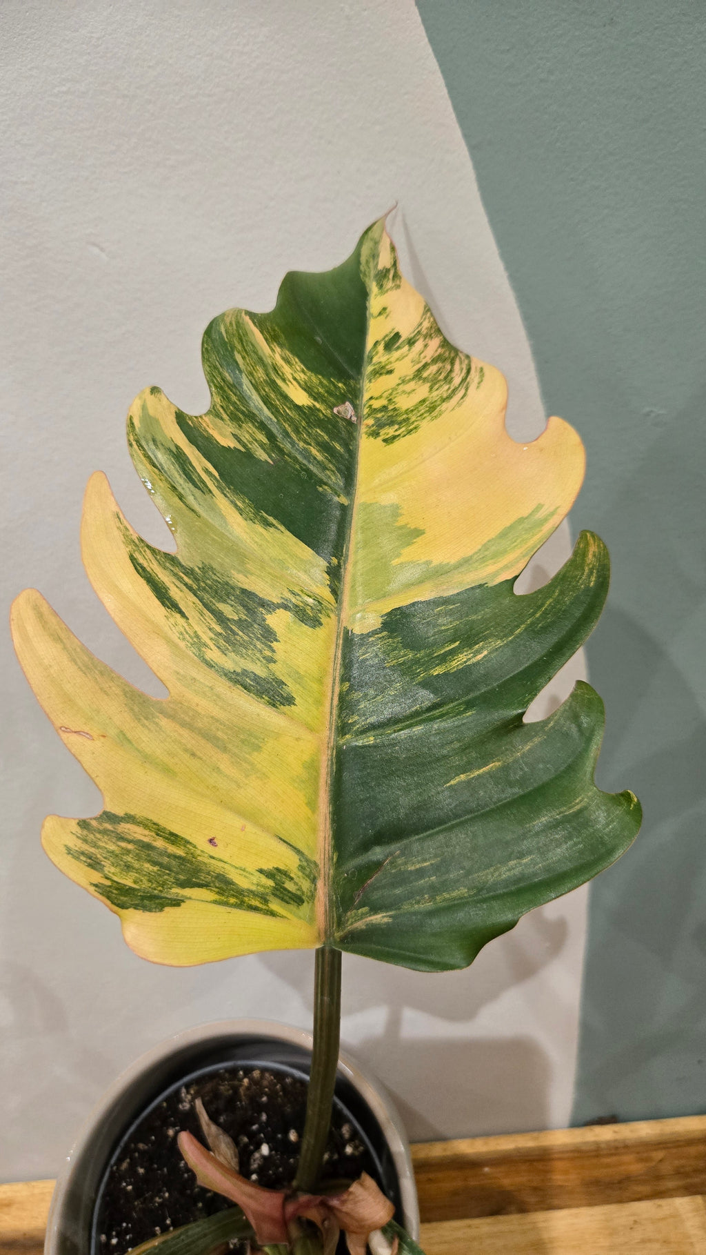 PHILODENDRON CARAMEL MARBLE