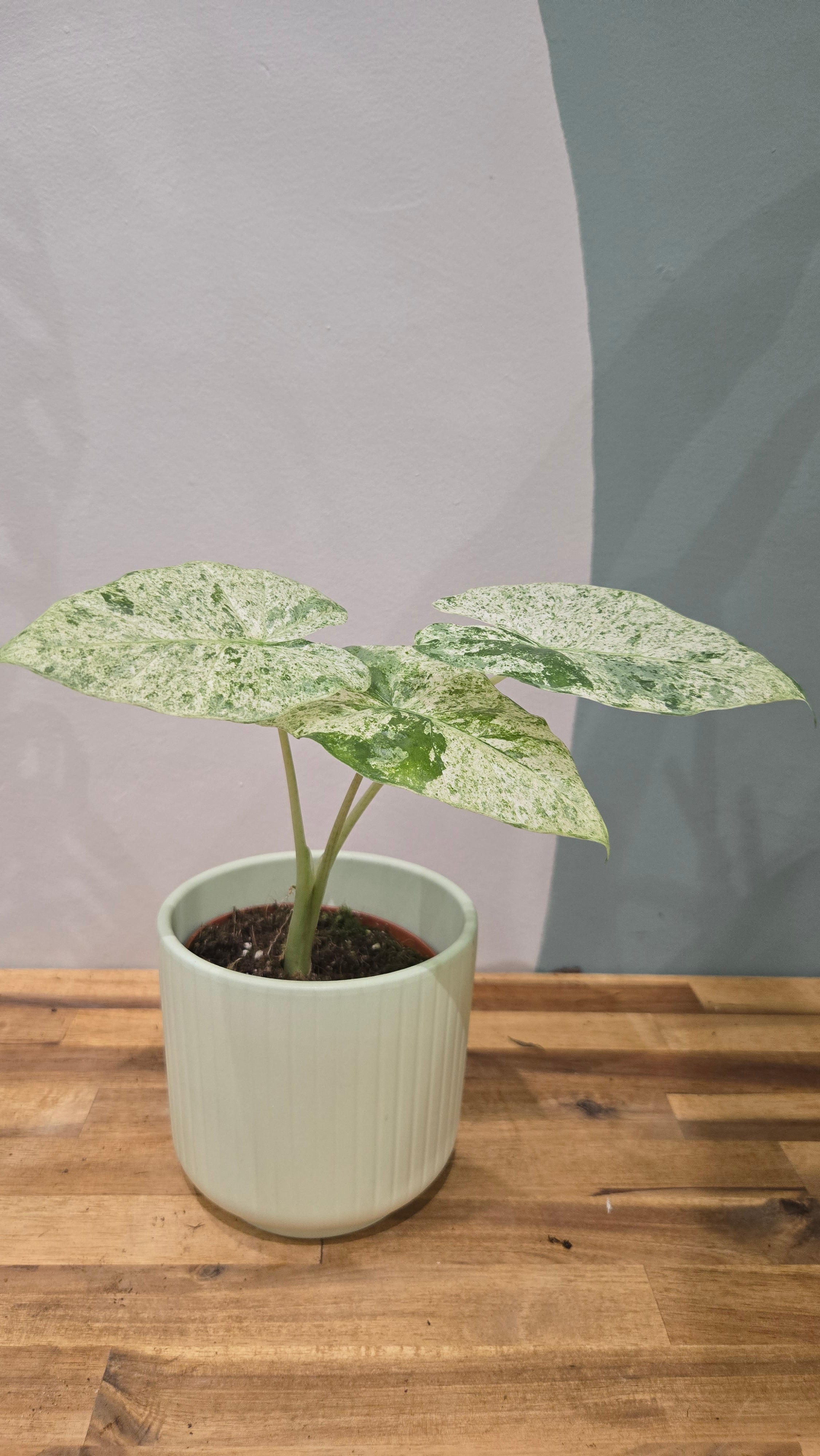 ALOCASIA ODORA BATIk VARIEGATA