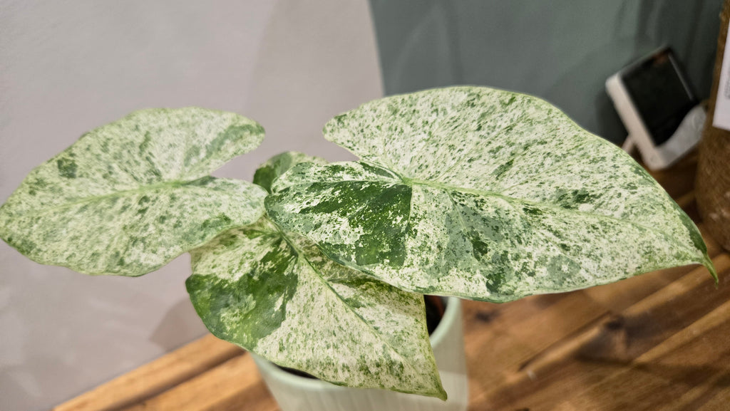 ALOCASIA ODORA BATIk VARIEGATA