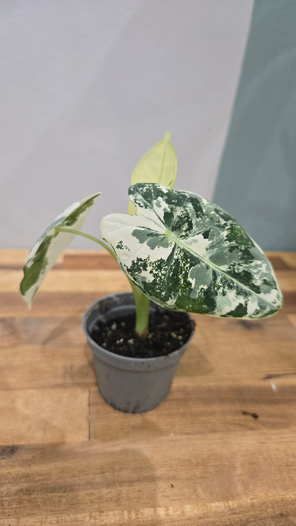 ALOCASIA FRYDEK VARIEGATA