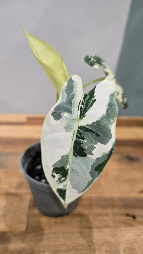 ALOCASIA FRYDEK VARIEGATA