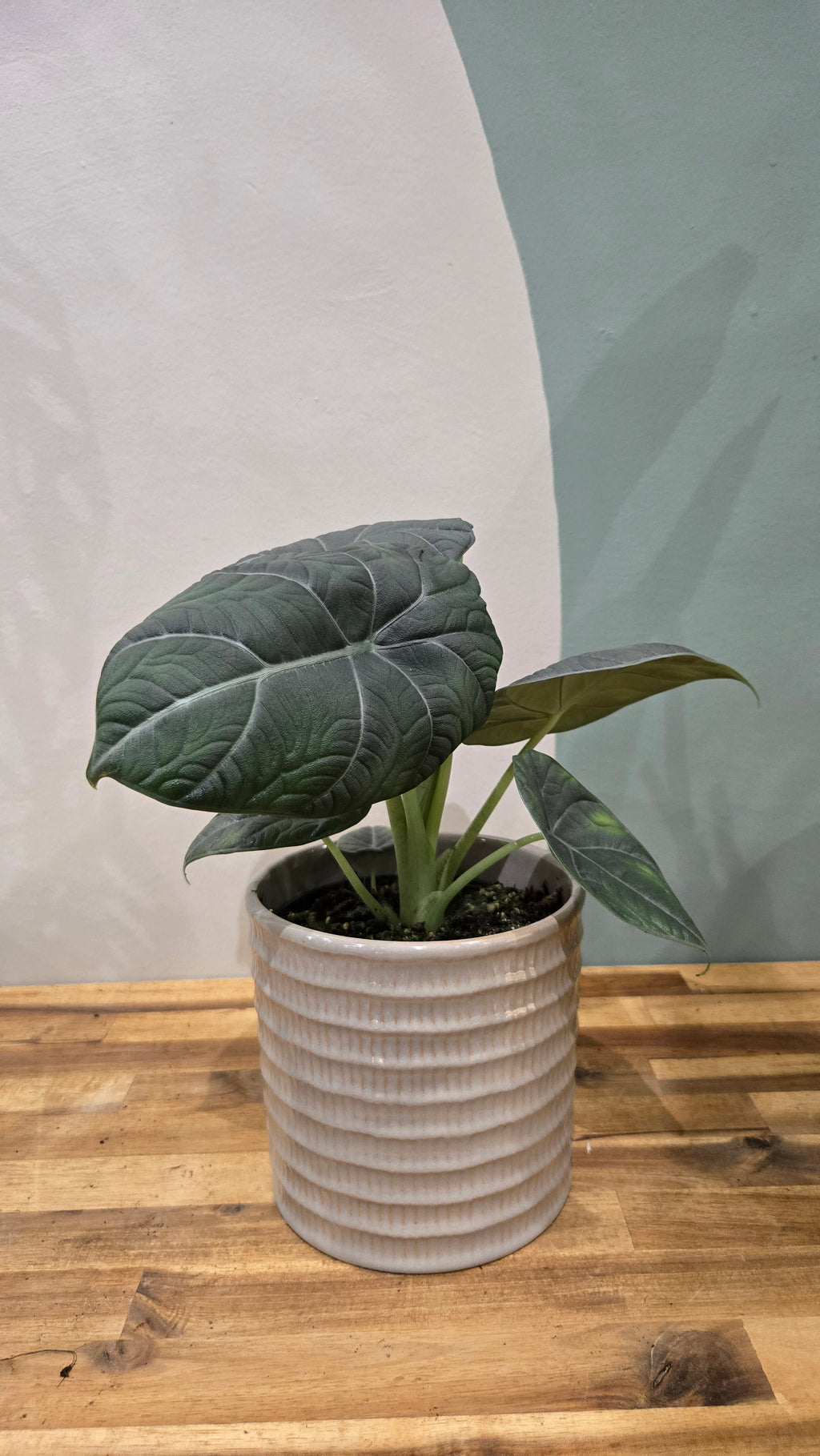 ALOCASIA MAHARANI