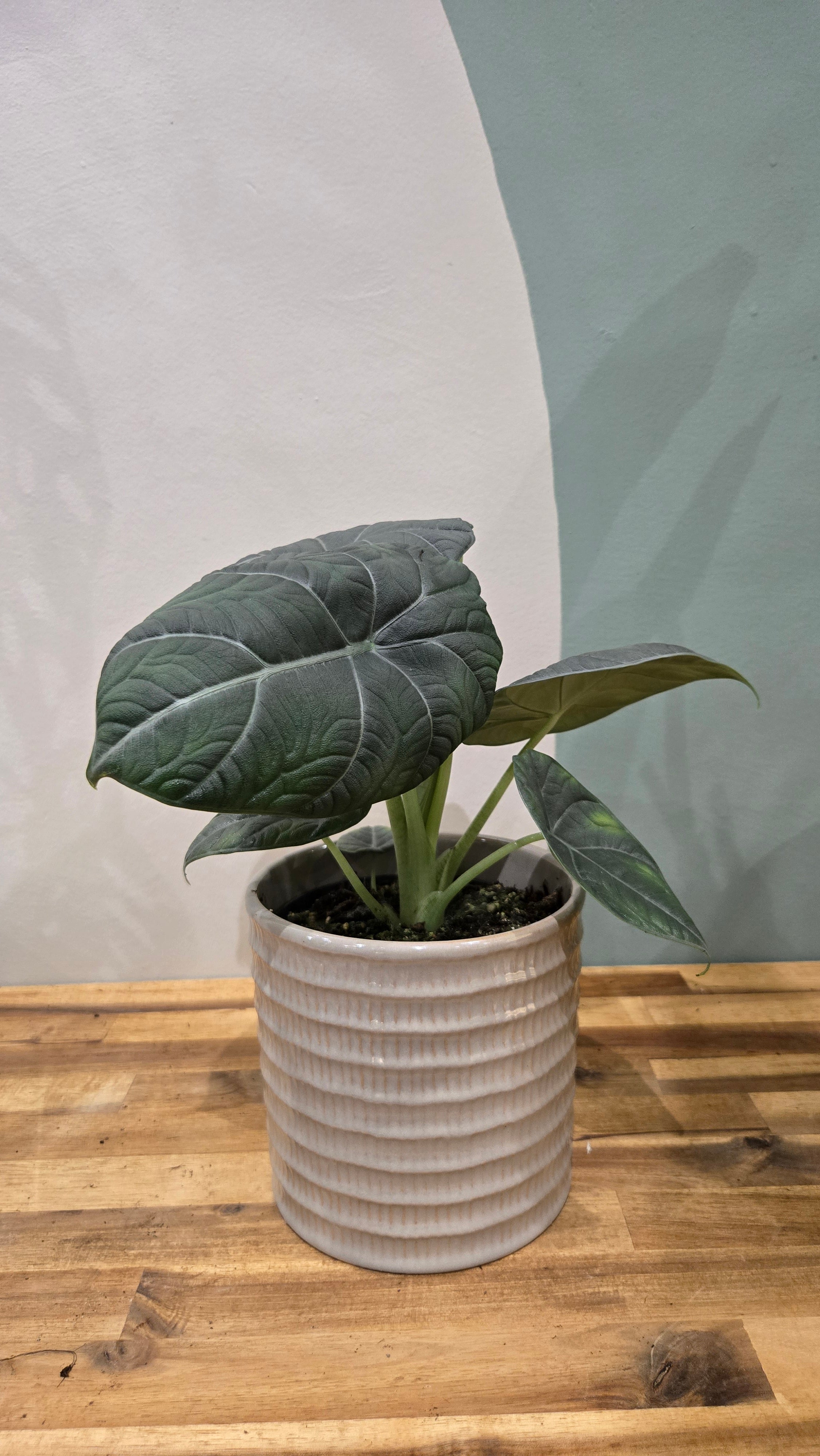 ALOCASIA MAHARANI