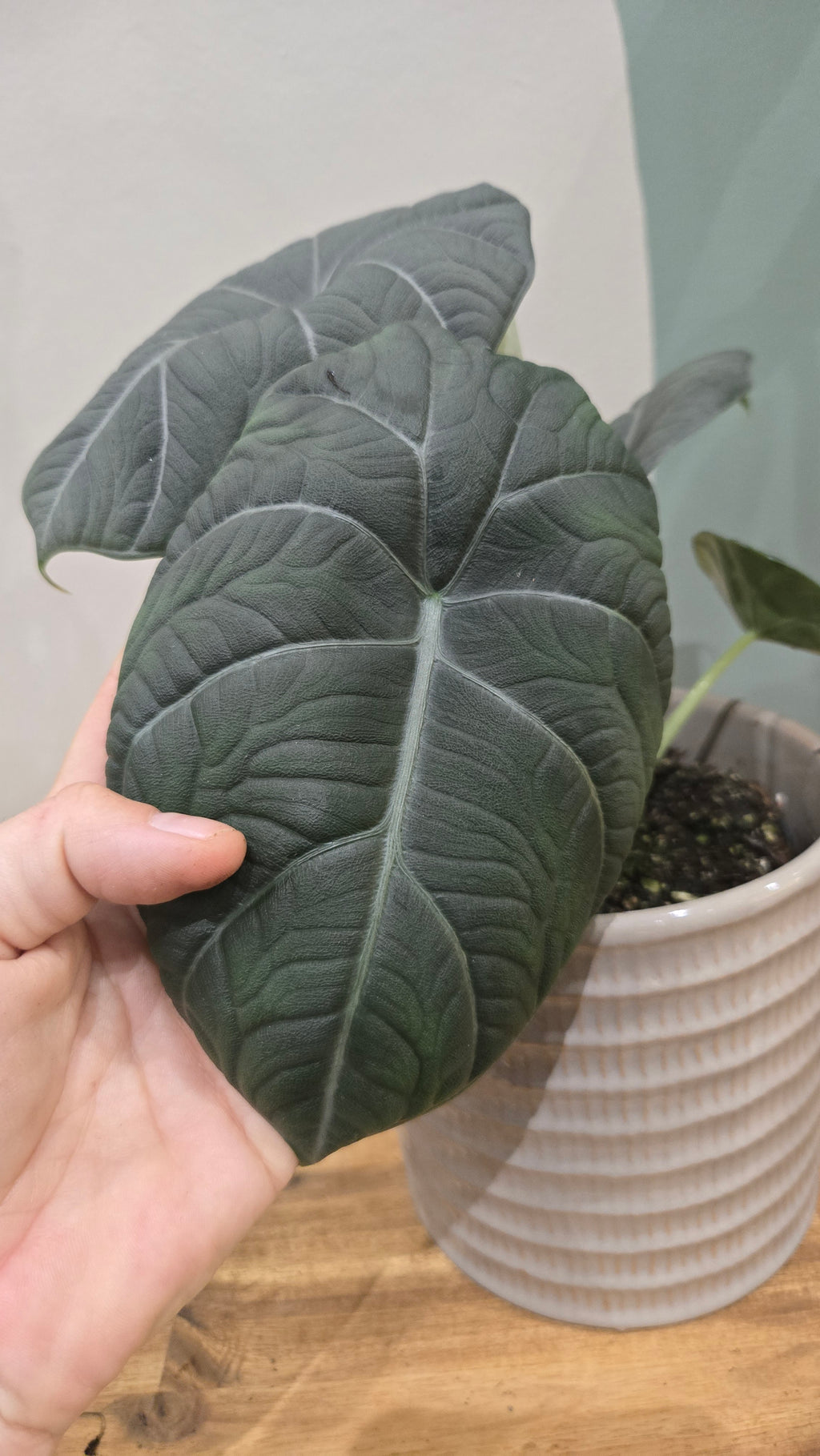 ALOCASIA MAHARANI