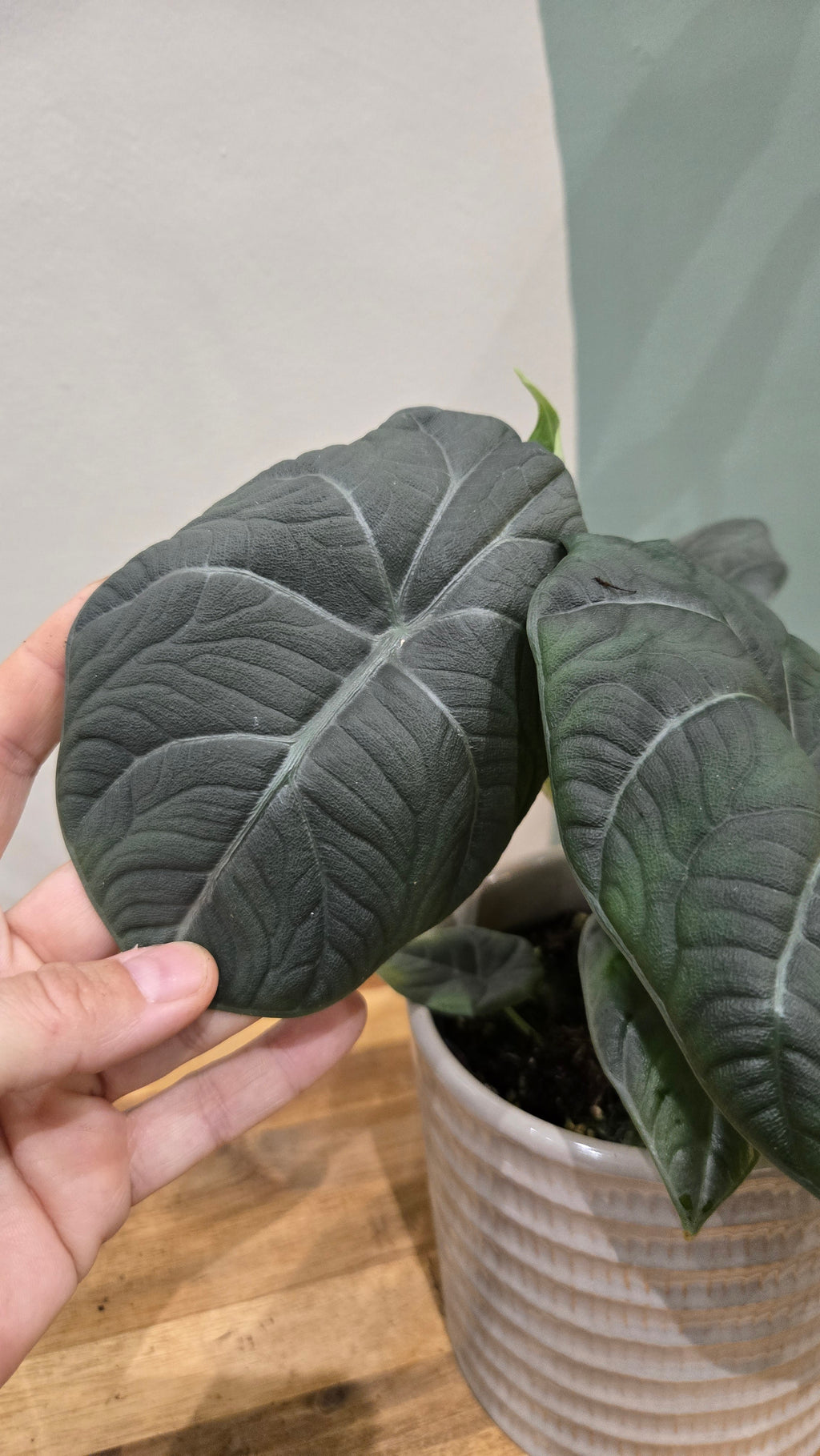 ALOCASIA MAHARANI